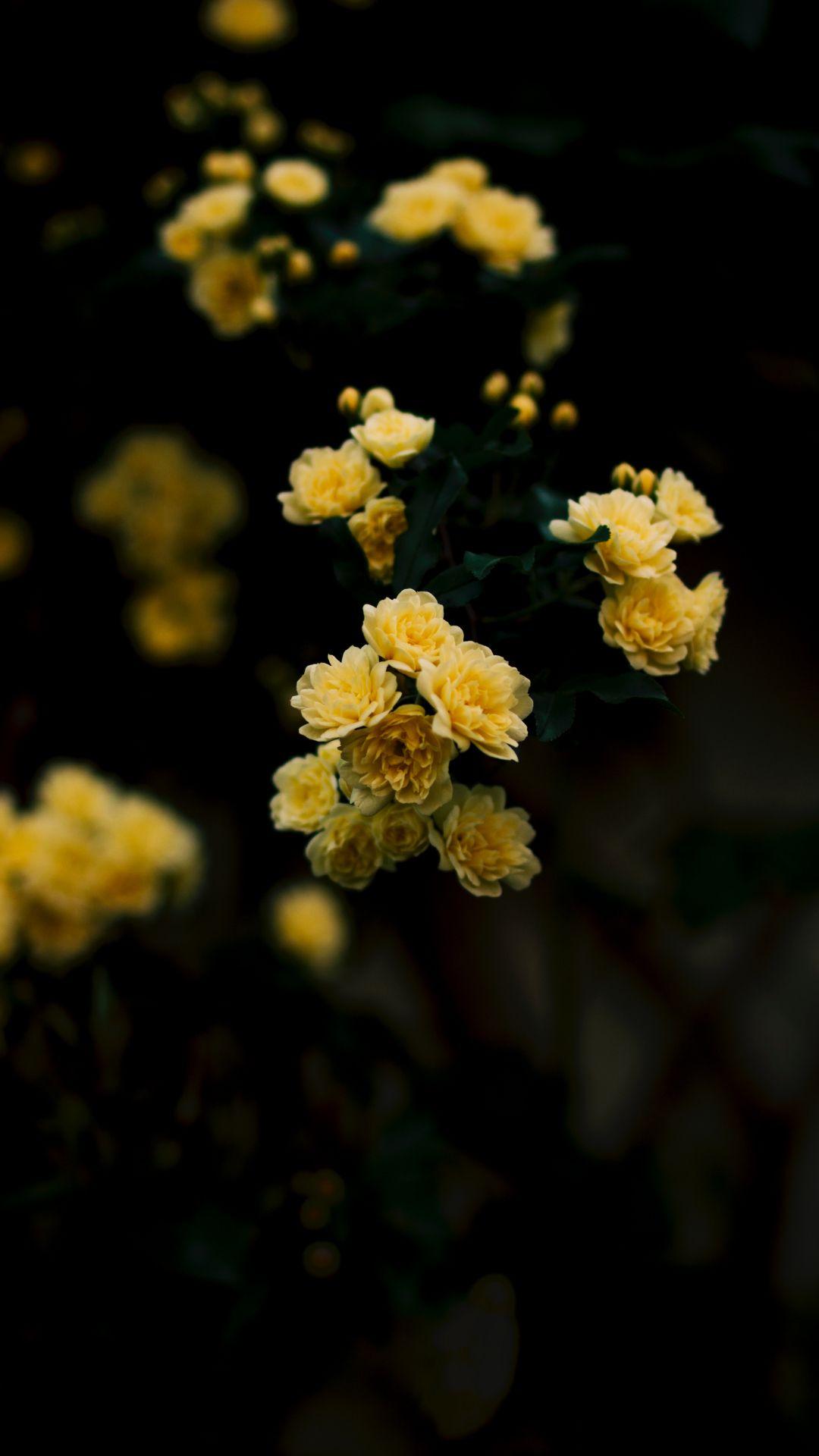 1080x1920 Yellow, Rose iPhone Wallpaper Aesthetic Wallpaper Rose