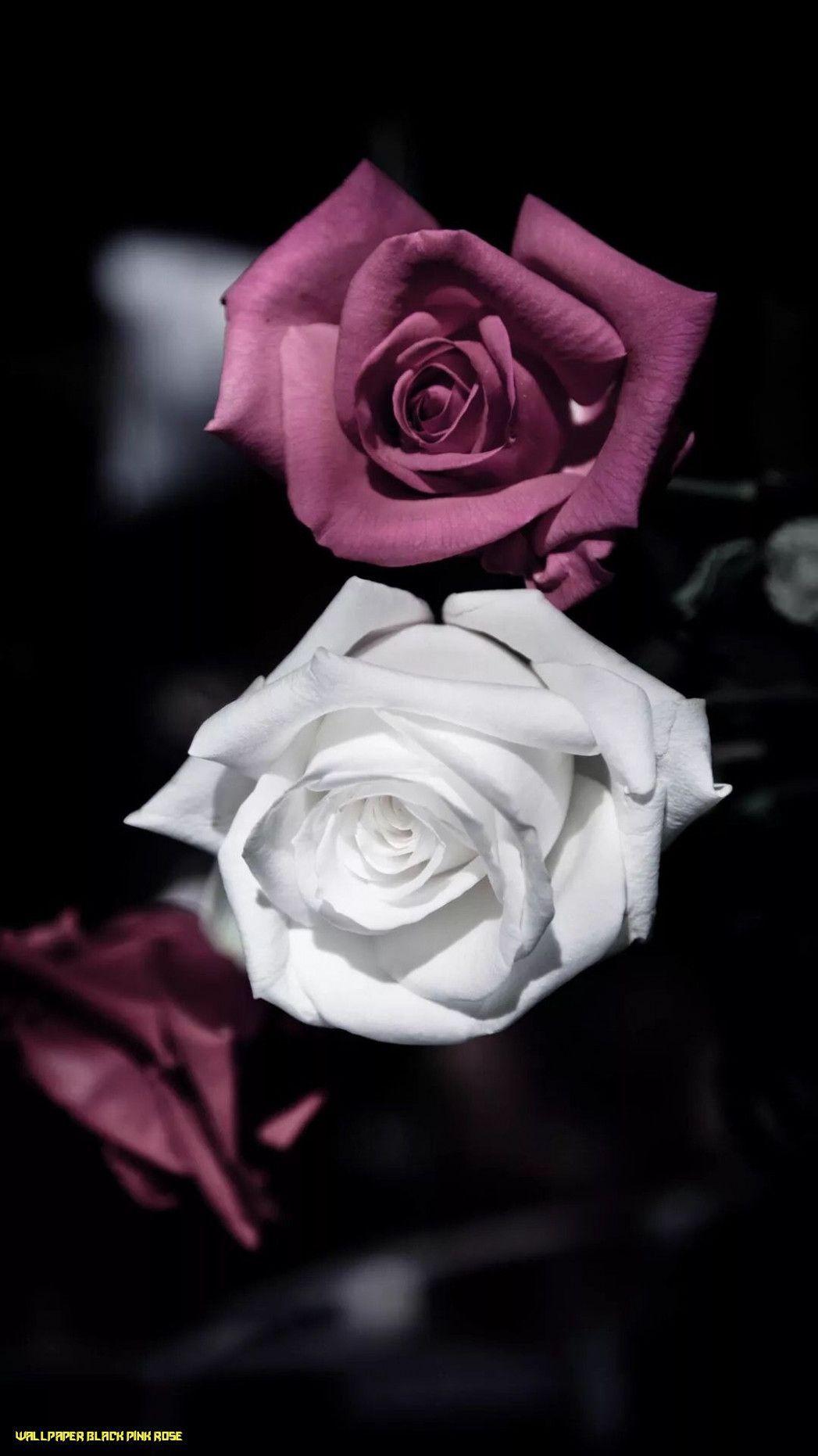Black and Pink Rose Wallpapers - Top Free Black and Pink Rose Backgrounds -  WallpaperAccess