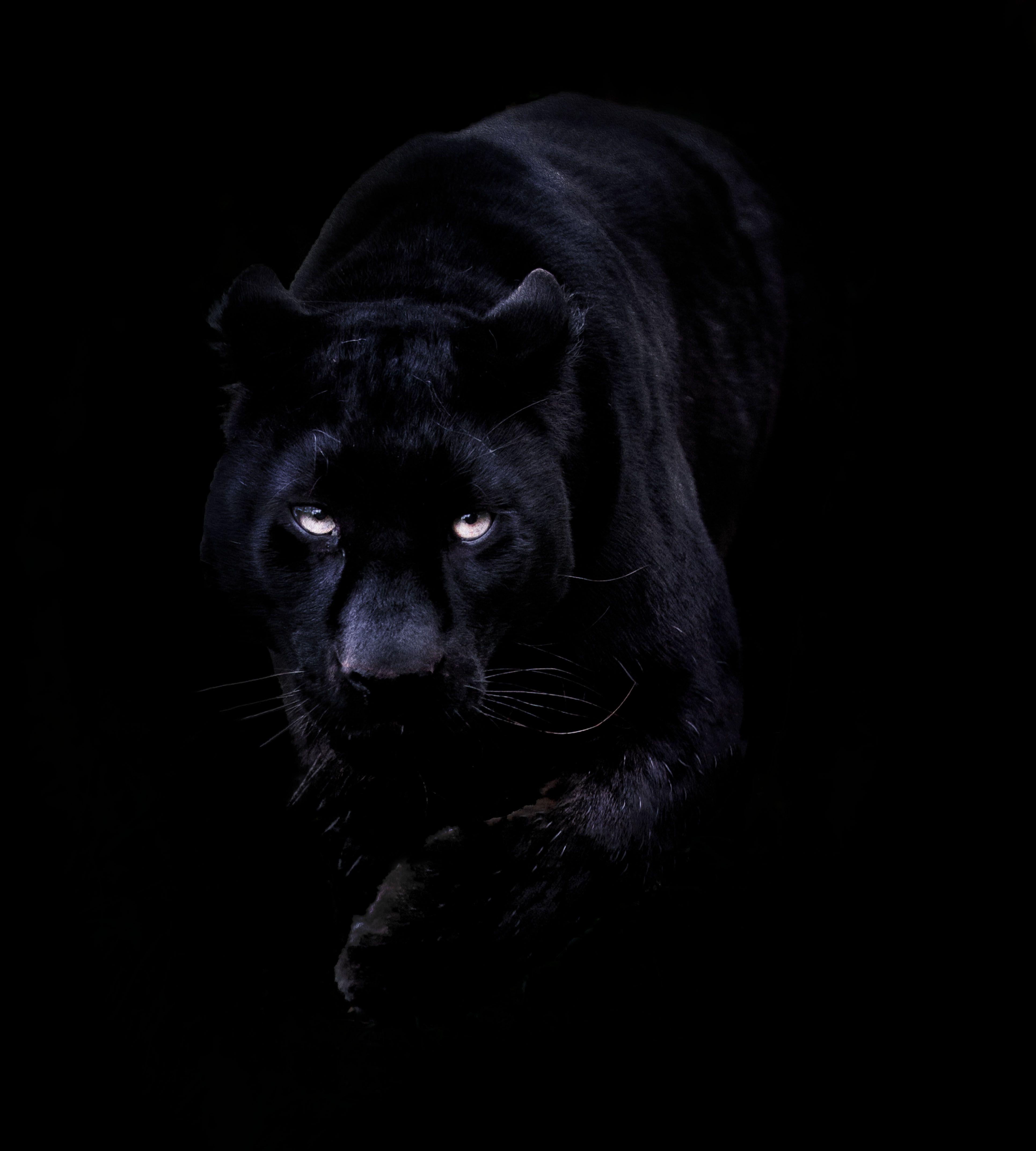 3860x4290 Black Panthers Wallpaper