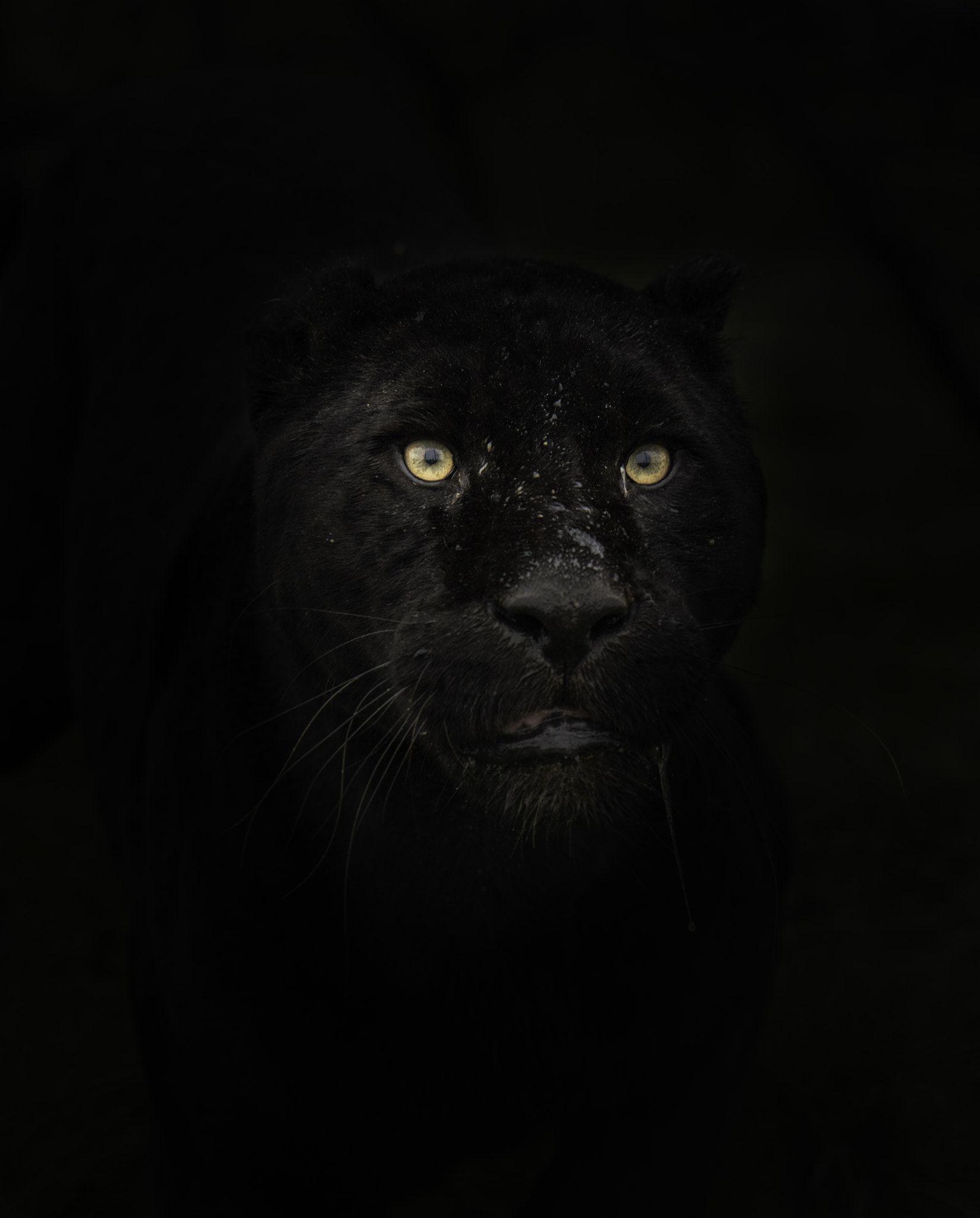 1648x2048 Black Jaguar Wallpaper