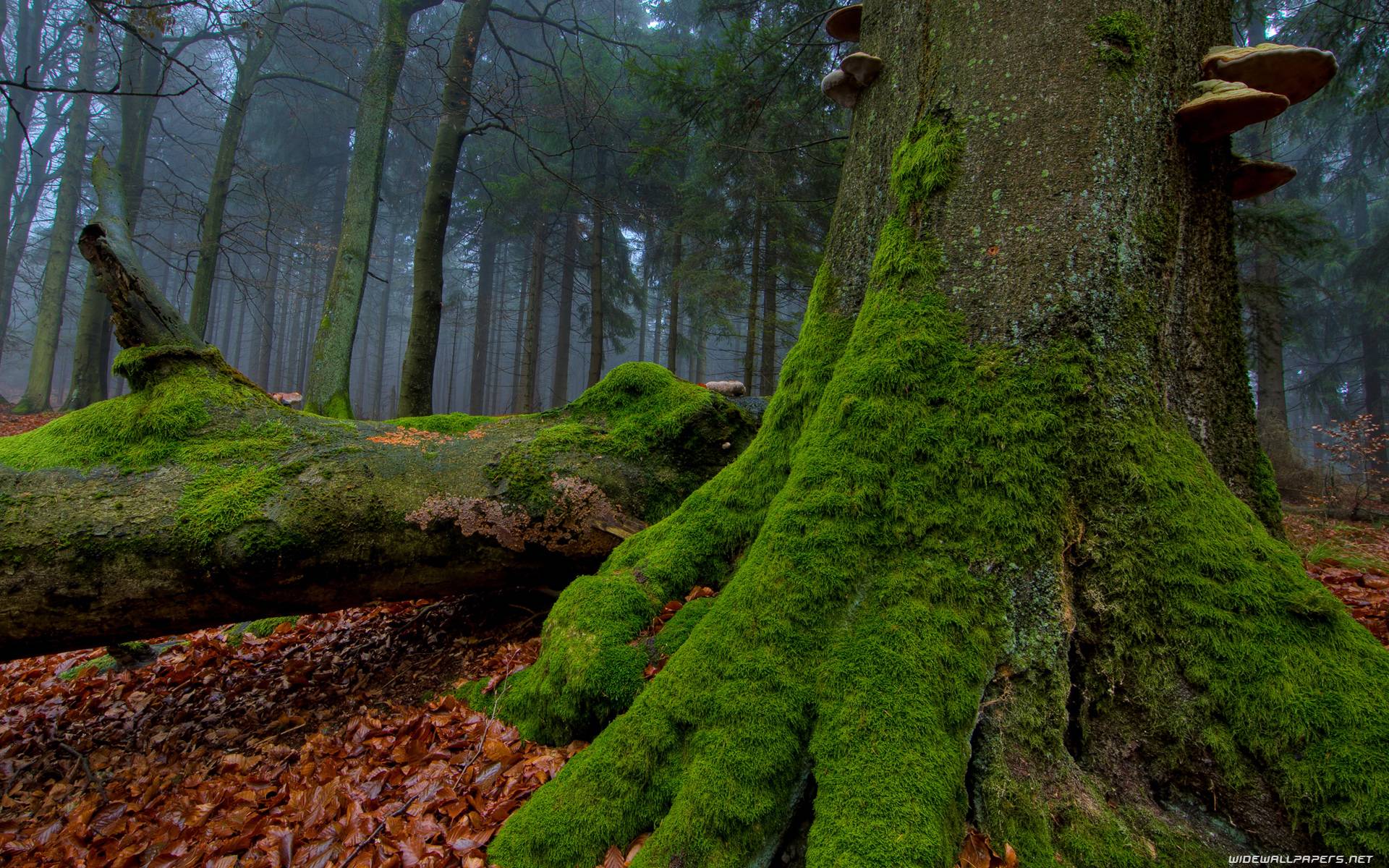 1920x1200 Free download Nature Forest Wallpaper [1920x1200] for your Desktop, Mobile & Tablet. Explore Nature Forest Wallpaper. Nexus Desktop Wallpaper Nature Forests