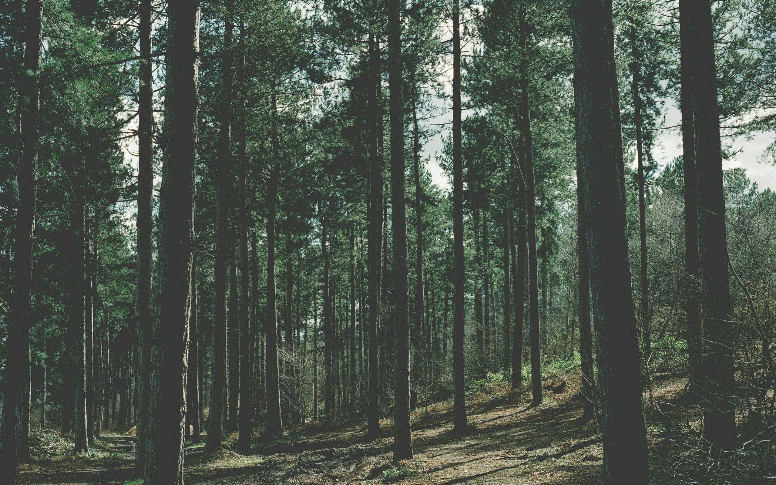 2559x1599 Forest Wallpaper Full HD