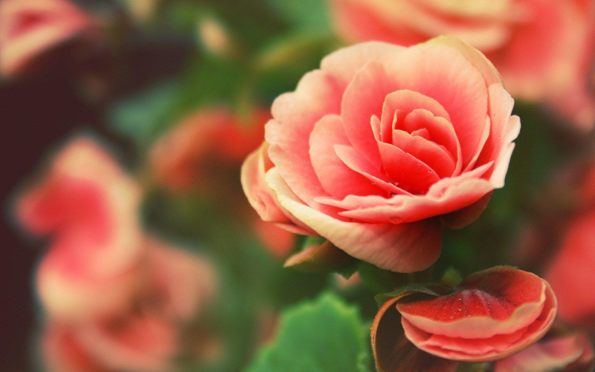 1920x1200 Beautiful Flowers Wallpaper Nature