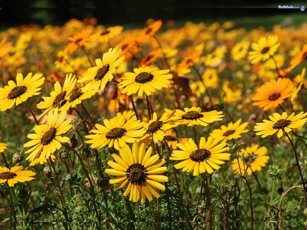 1024x768 Place Two Lost Sunflower Field Nature Sun Yellow Desktop Rose Flower Wallpaper & Background Download