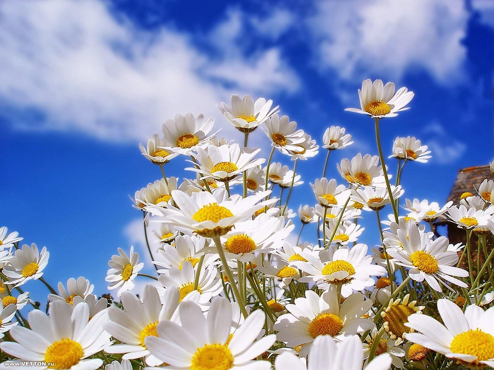 1600x1200 Beautiful White Sunflowers Wallpaper Spring Flower