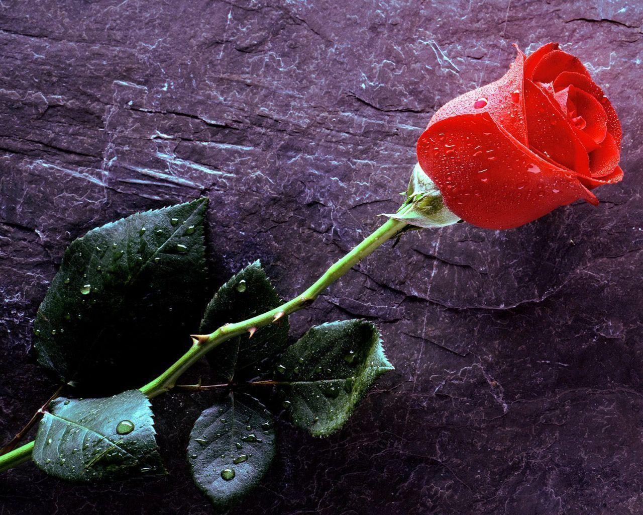 1280x1024 Wallpaper Rose Flower
