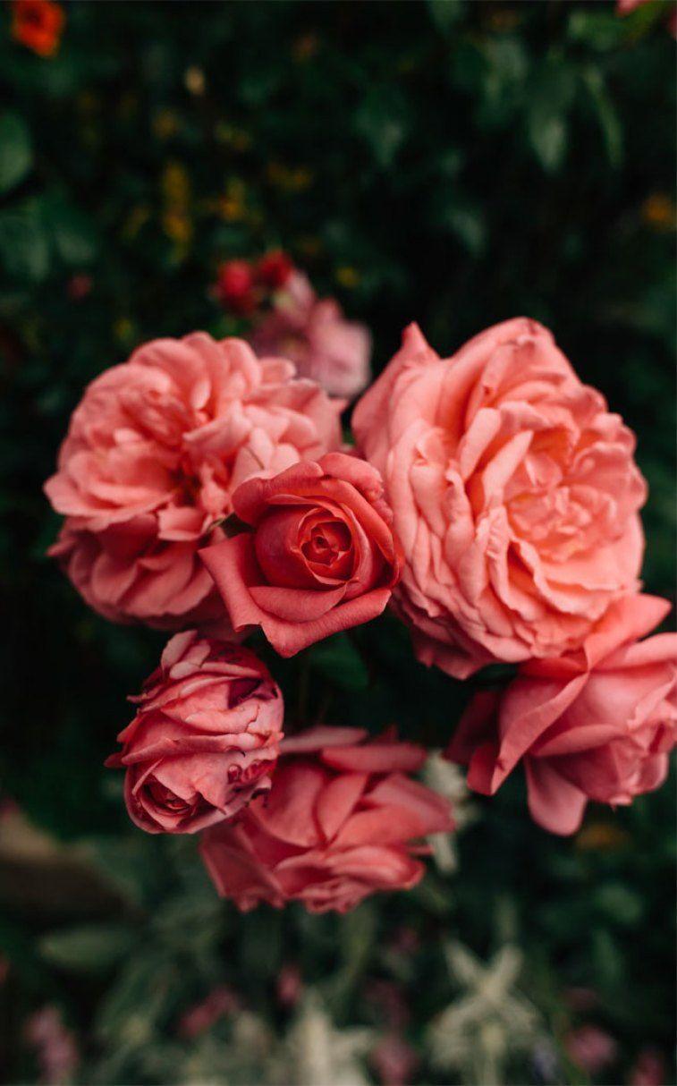757x1214 Beautiful roses , peach roses picture , iphone wallpaper