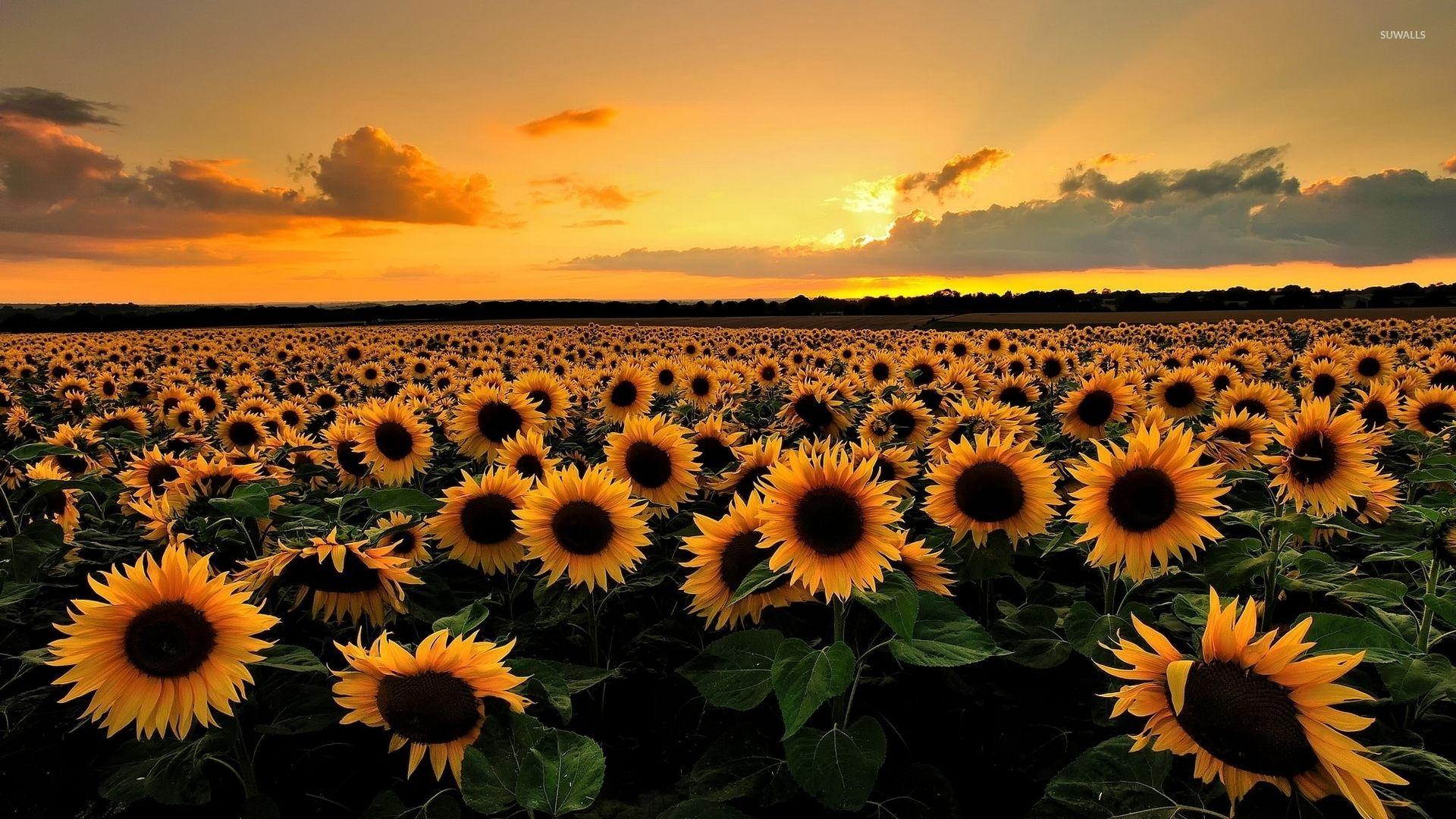 1920x1080 Sunflowers and Butterflies Wallpaper