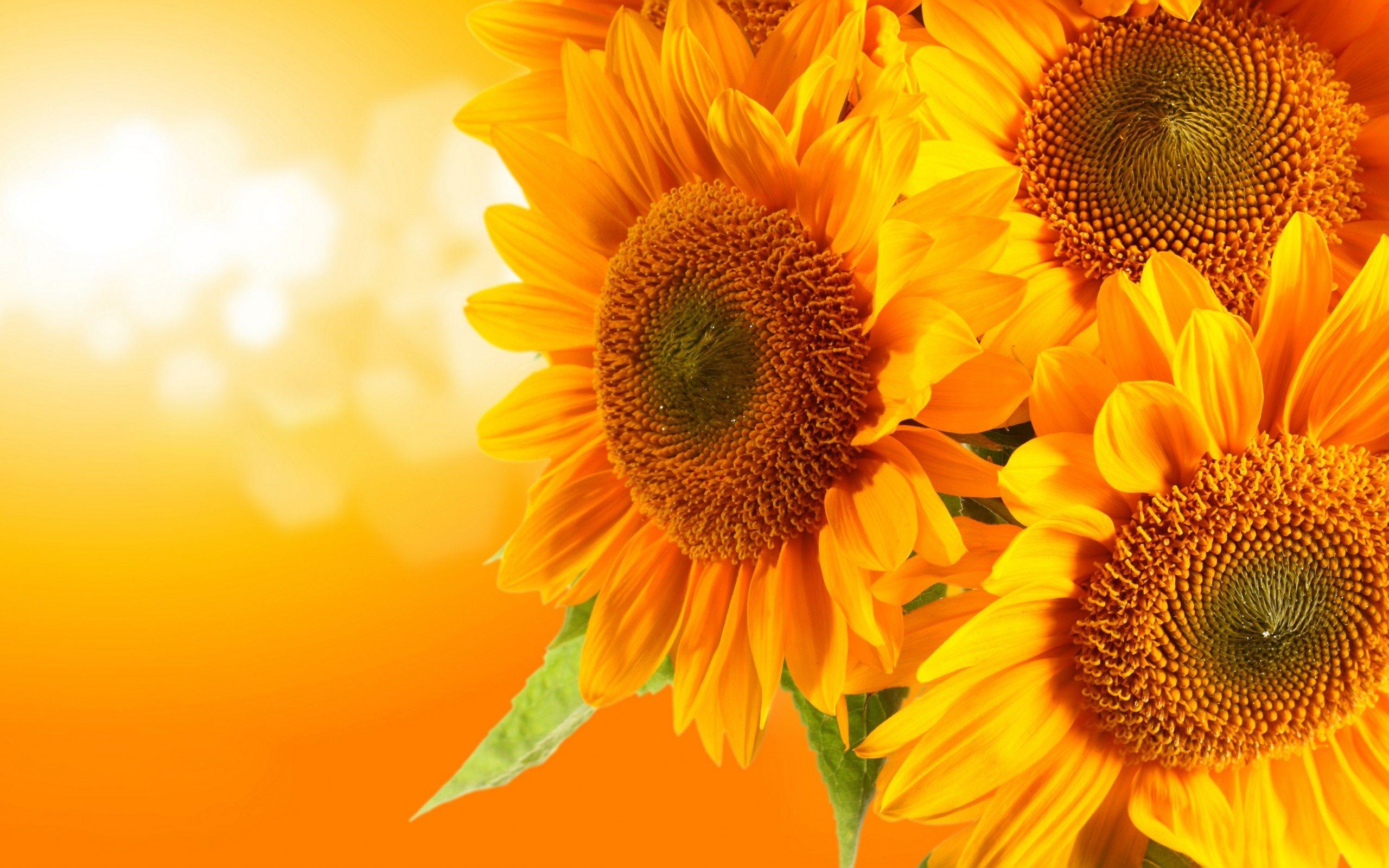 2560x1600 Sunflower Wallpaper. Beautiful Sunflower Wallpaper, Vintage Sunflower Wallpaper and Fall Sunflower Wallpaper