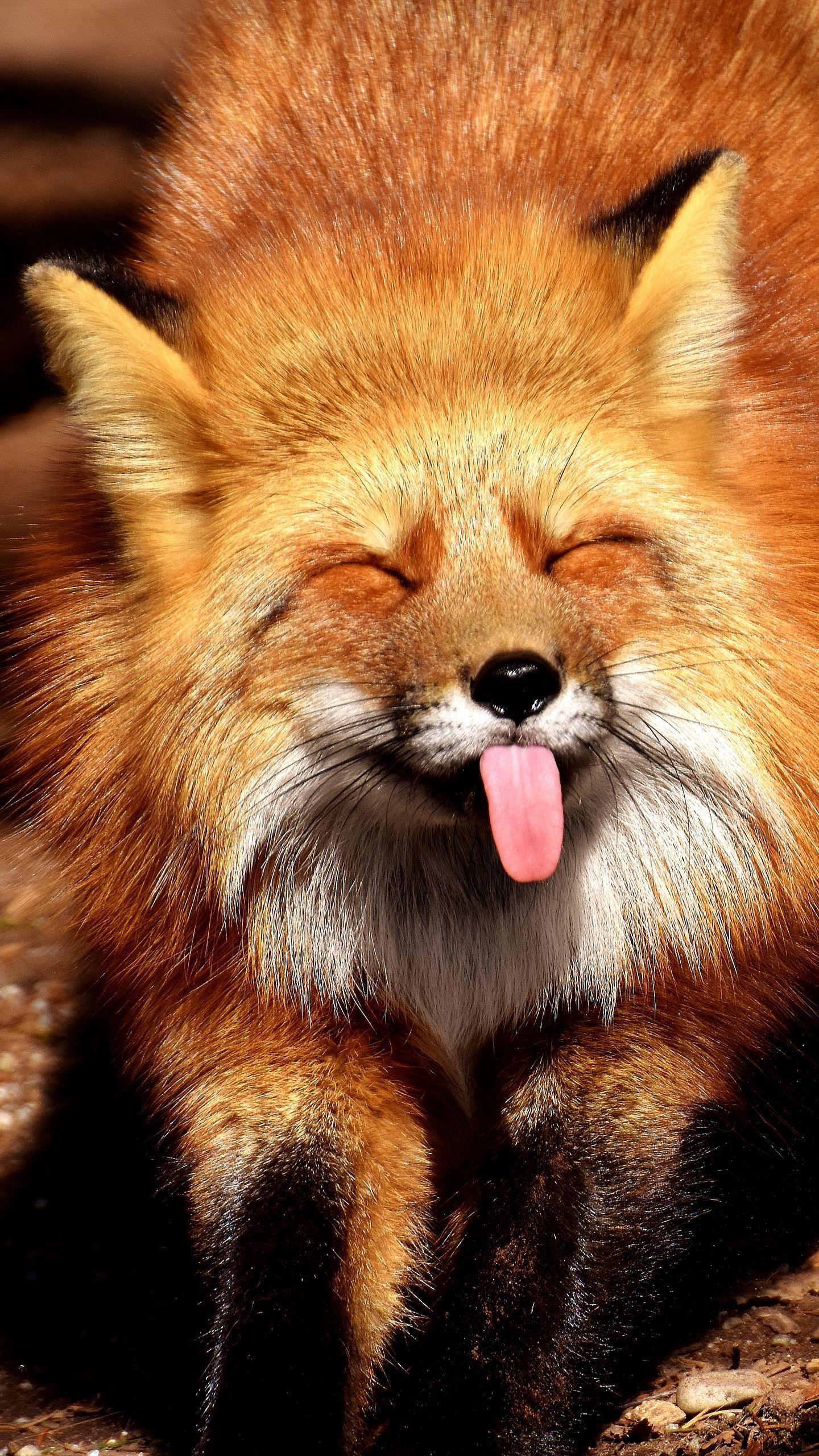 1440x2560 Galaxy Anime Fox Wallpaper .