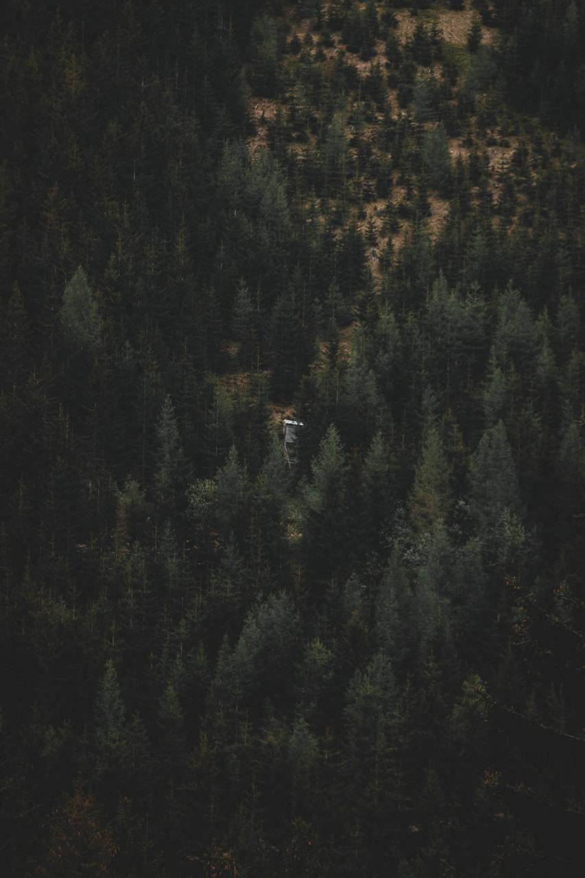 853x1280 Moody Forest wallpaper