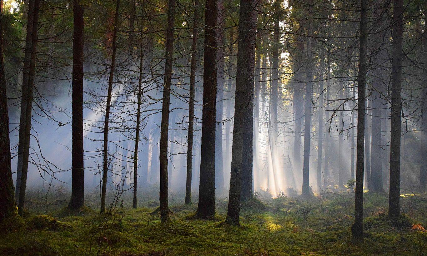 1366x820 Moody Dark Forest Wallpaper Mural
