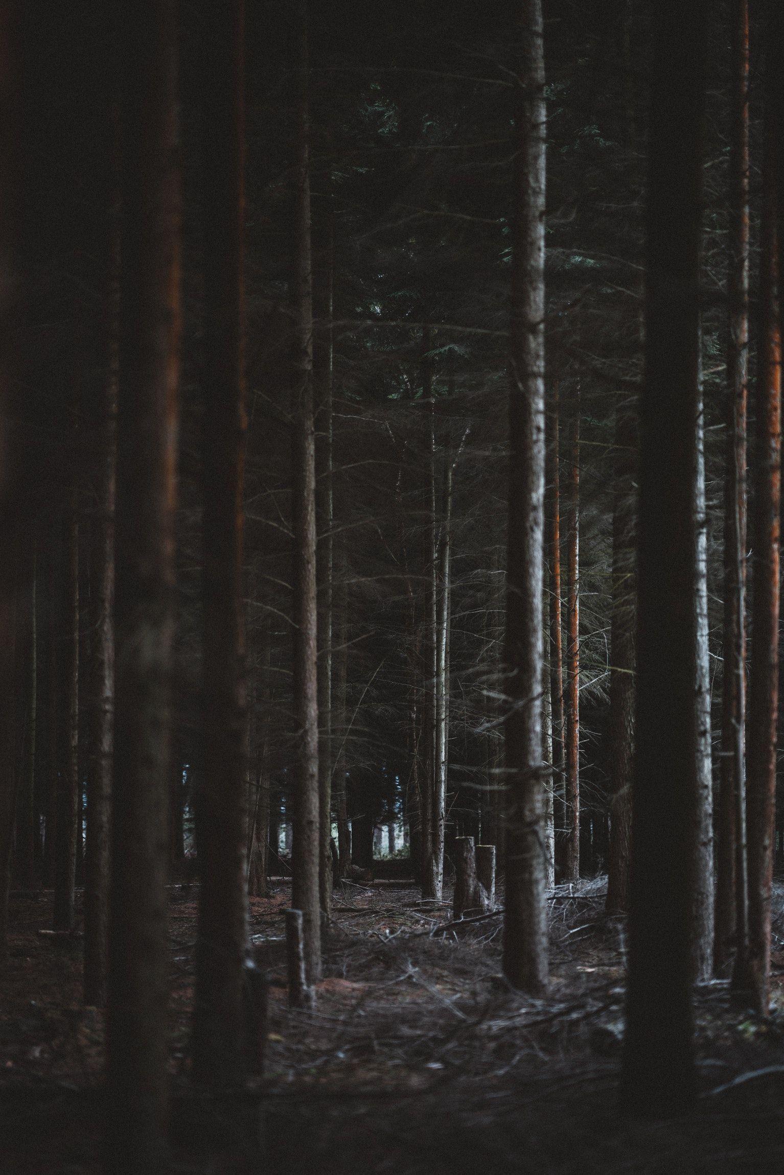 1534x2300 Moody forest photo by Annie Spratt. Moody wallpaper, Forest photo, Moody photography