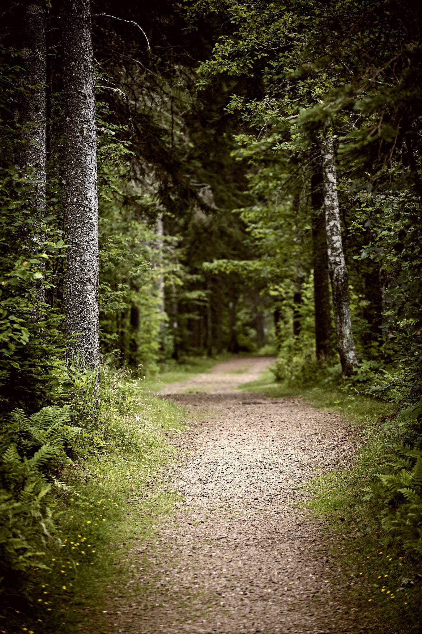 1365x2048 Free download Path in dark moody forest by Elena Elisseeva on 500px Scenic [1365x2048] for your Desktop, Mobile & Tablet. Explore HD Forest Background. Forest HD Wallpaper, Forest Wallpaper