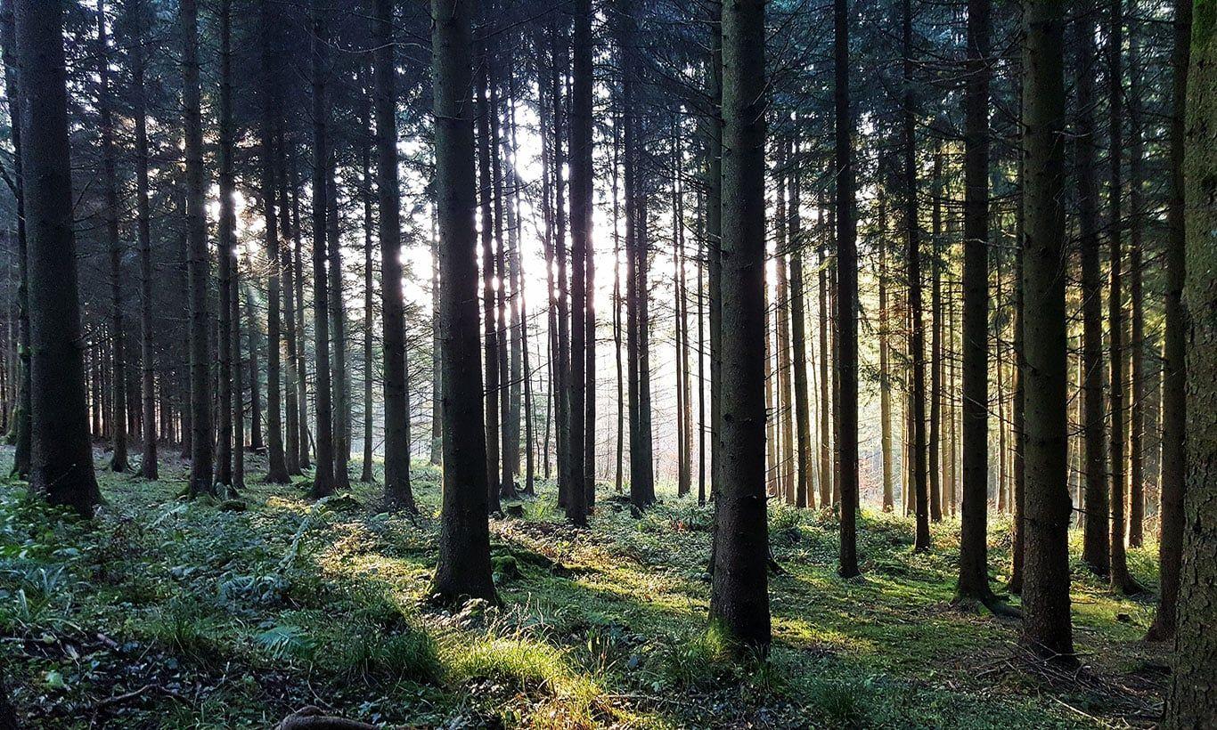 1366x820 Green Moody Autumn Forest Wallpaper Mural