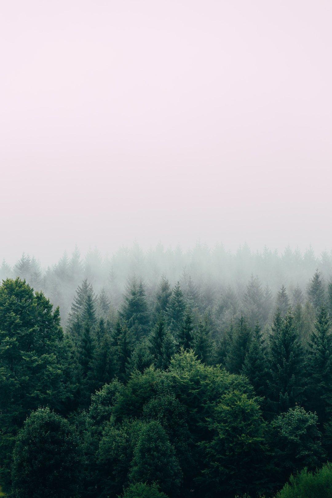 1080x1620 Werk. Forest picture, Forest photography, Forest wallpaper