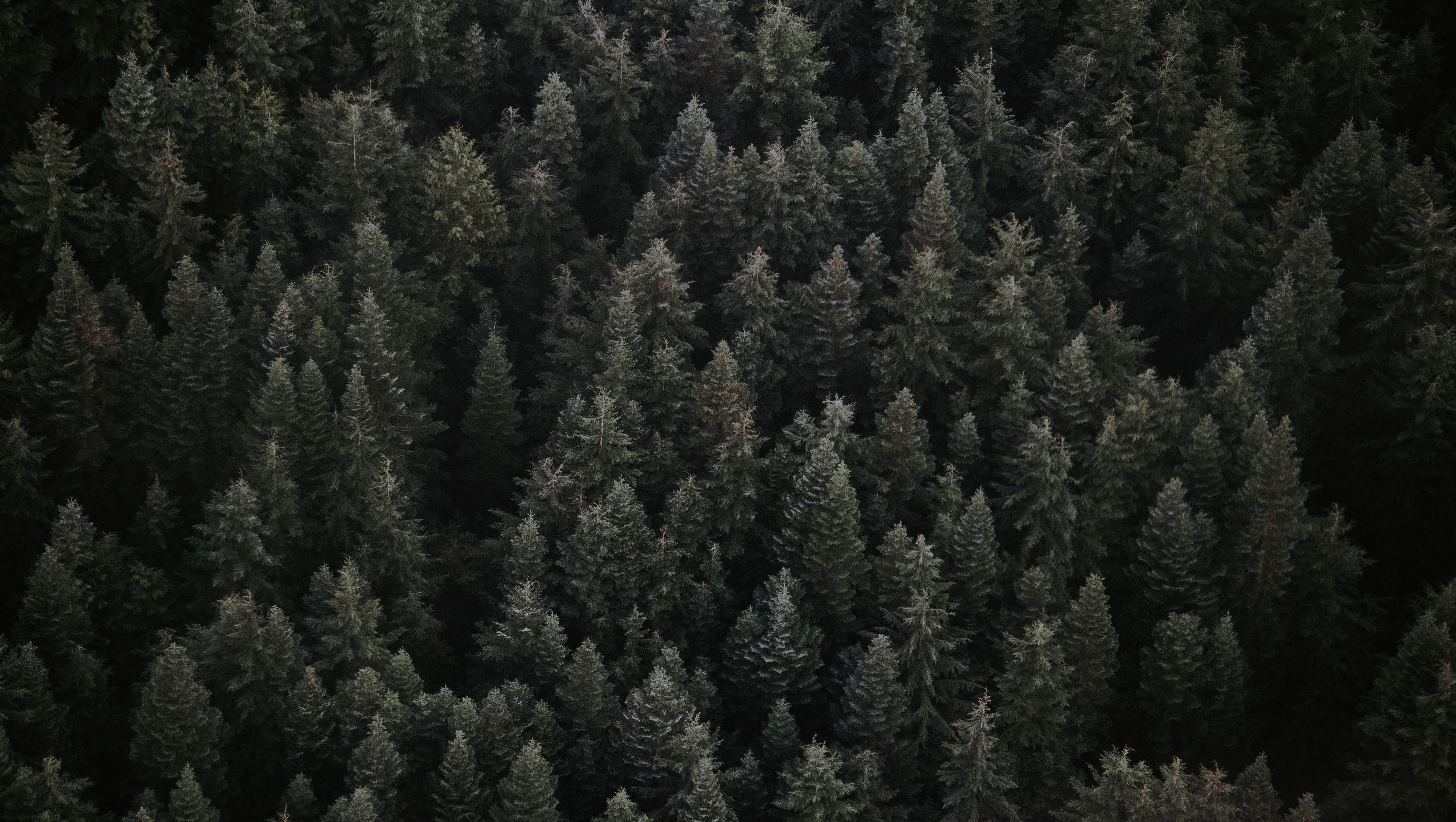 5468x3089 5468x3089 #travel, #moody, #landscape, #nature, #tree, #drone, # wallpaper, #woodland, #canada, #PNG image, #forest HD Wallpaper