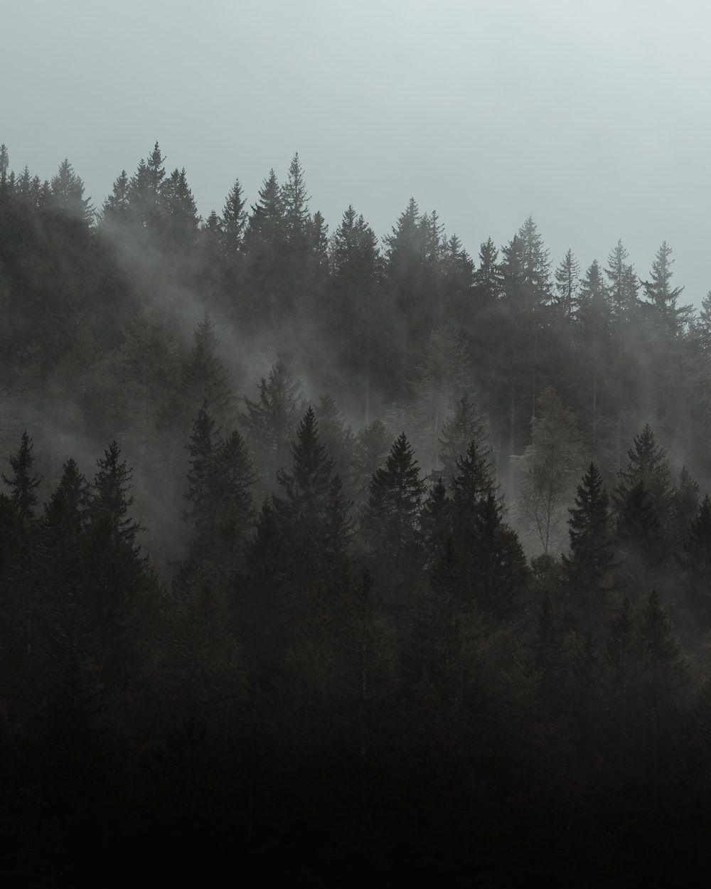 1000x1250 green pine trees covered with fog photo