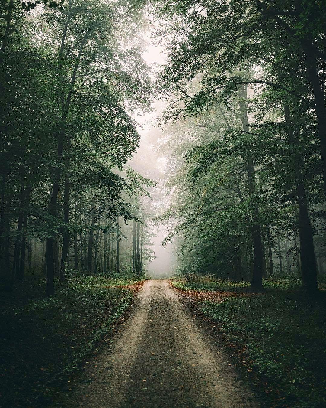 1080x1349 Misty moody lane in the forest (Germany) by Johannes Hulsch cr