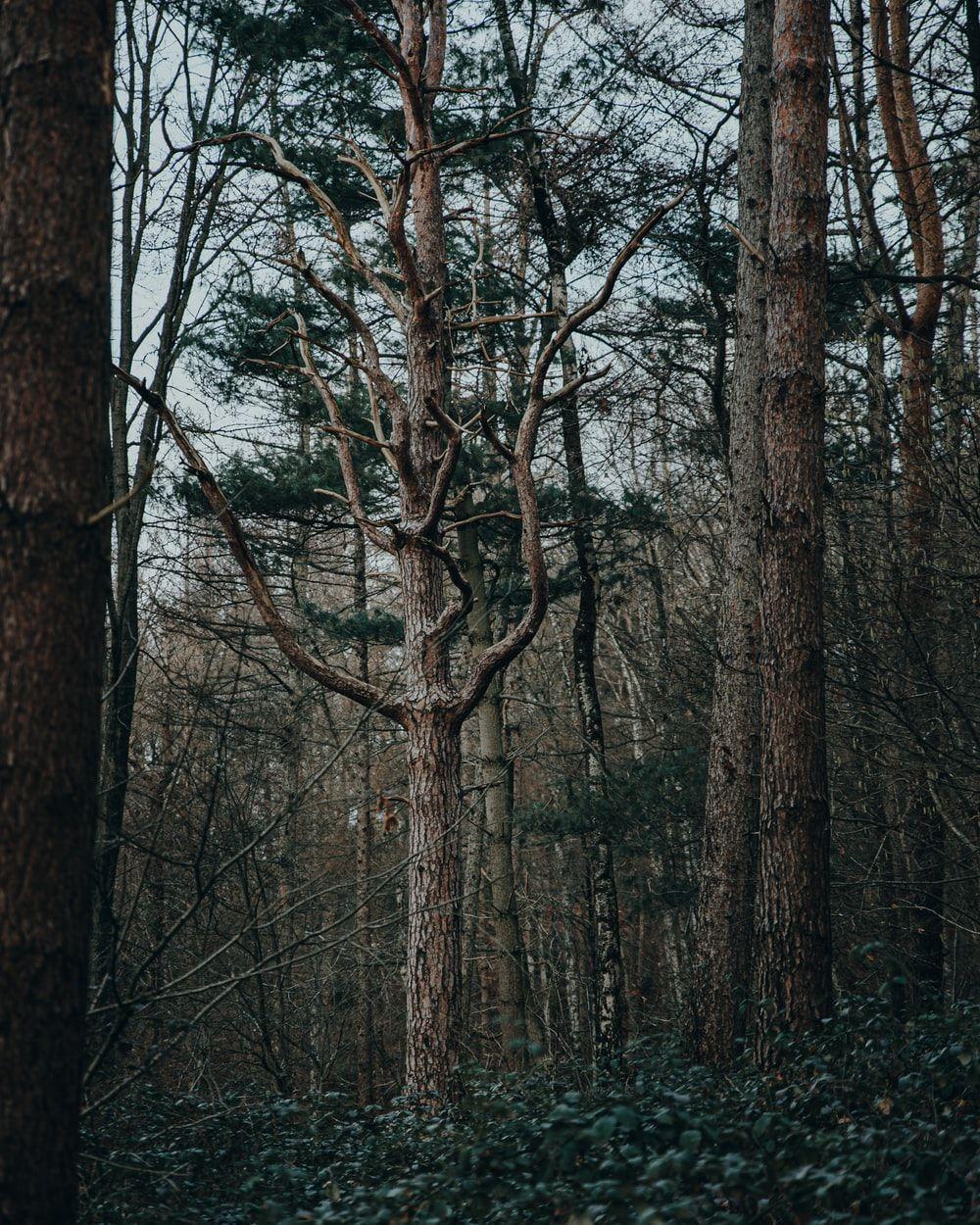 1000x1250 Moody Forest Picture. Download Free Image