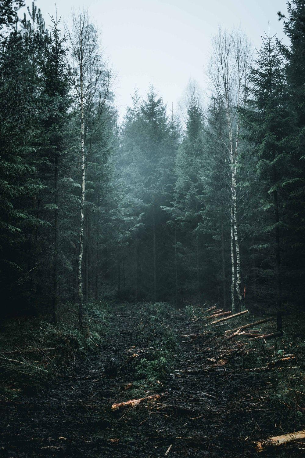 1000x1500 concrete road between forest photo