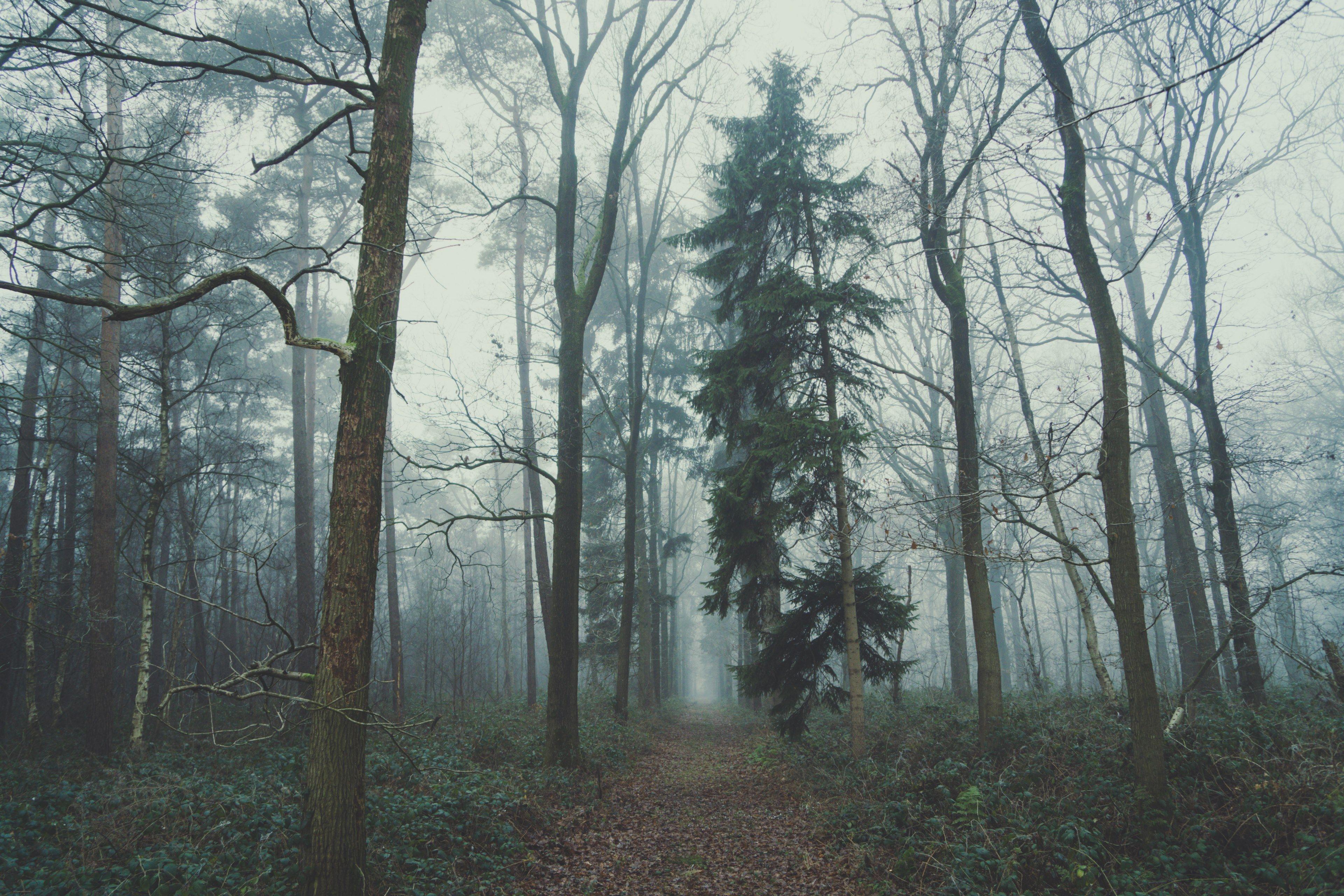 3840x2560 Wallpaper / an empty leaf covered trail through a foggy forest, moody forest 4k wallpaper