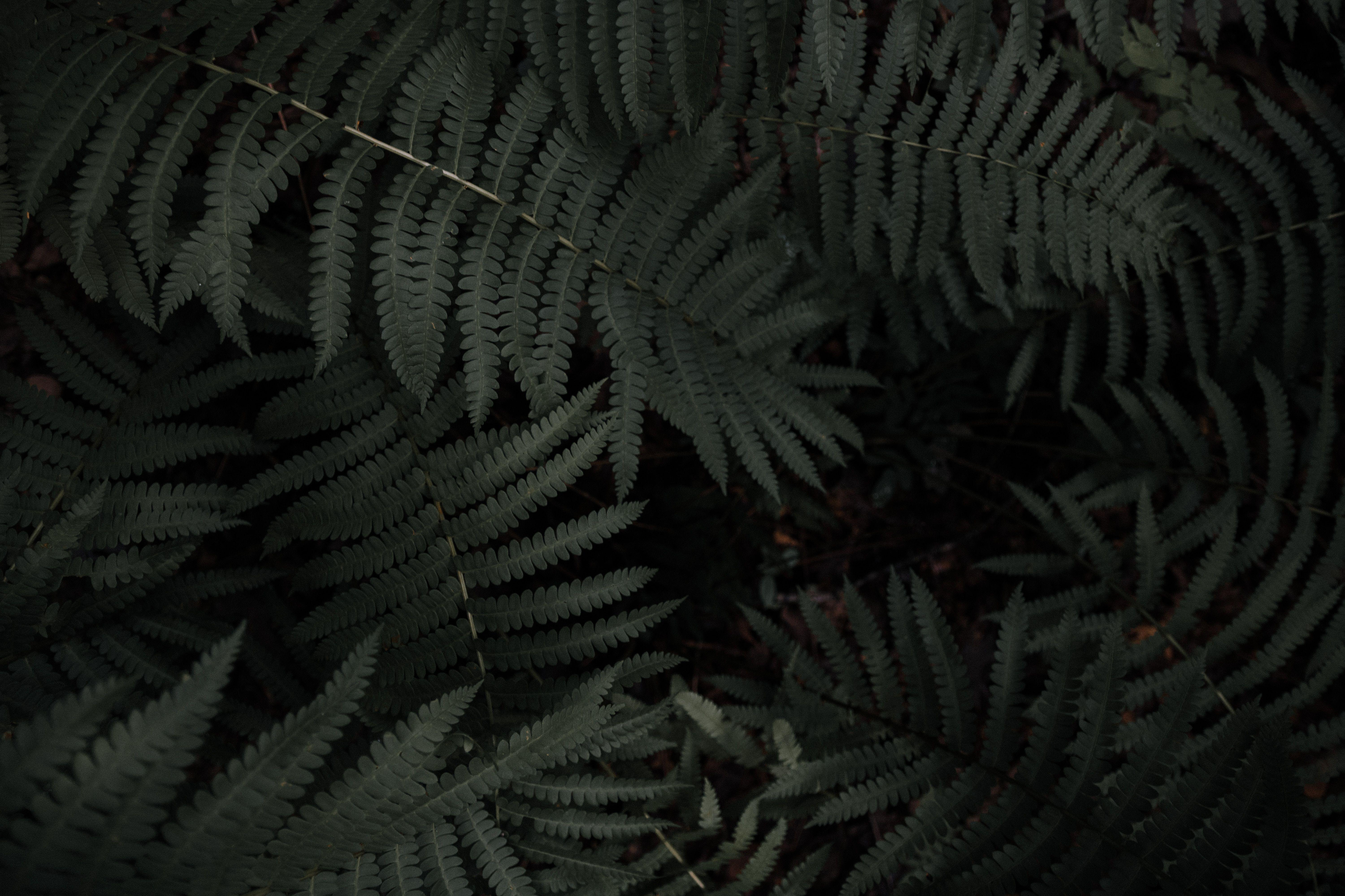 6000x4000 6000x4000 dark, leaf, green, moody, nature, wallpaper, Free picture, fern, tree, frond, warm, minimal, summer, forest, growth, landscape, organic, mood, foliage