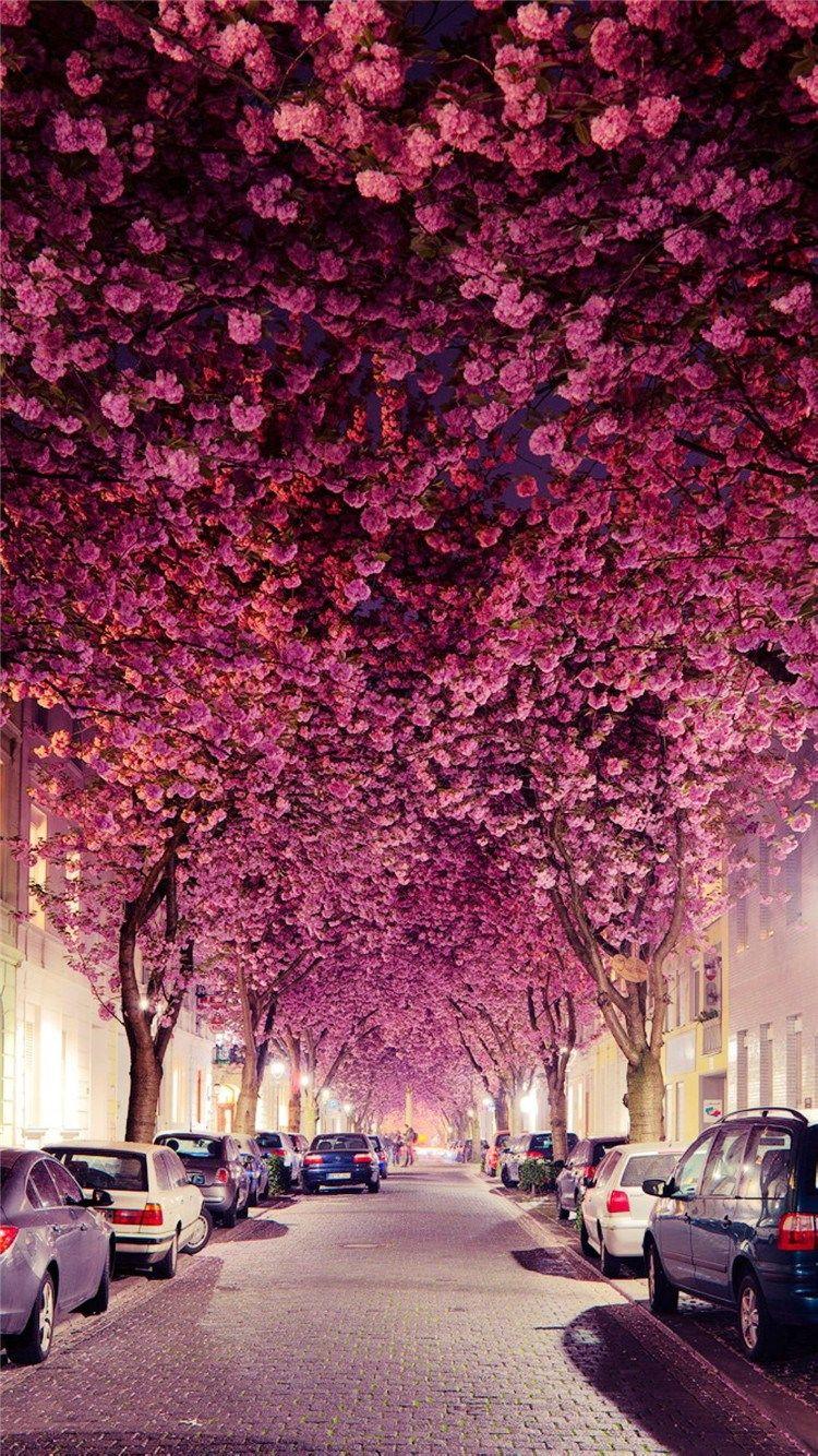 750x1334 Flowers Branch Grove Car Parking Road iPhone 6 wallpaper. For my