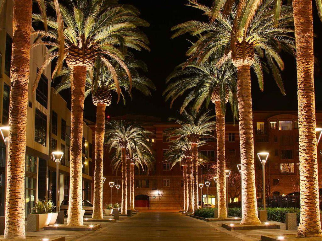 1024x768 Free download Palm Street Wallpaper Streetscapes San jose california San [1024x768] for your Desktop, Mobile & Tablet. Explore San José California Wallpaper. San José California Wallpaper, Wallpaper San Jose