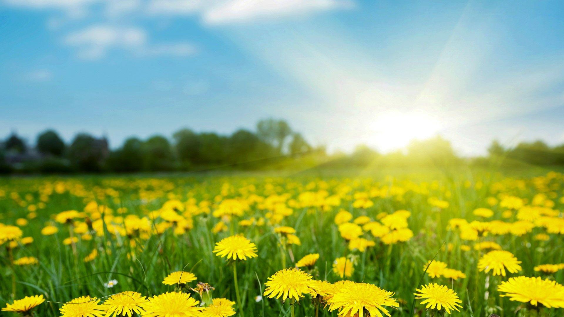 Bright Sunny Day Wallpapers Top Free Bright Sunny Day Backgrounds