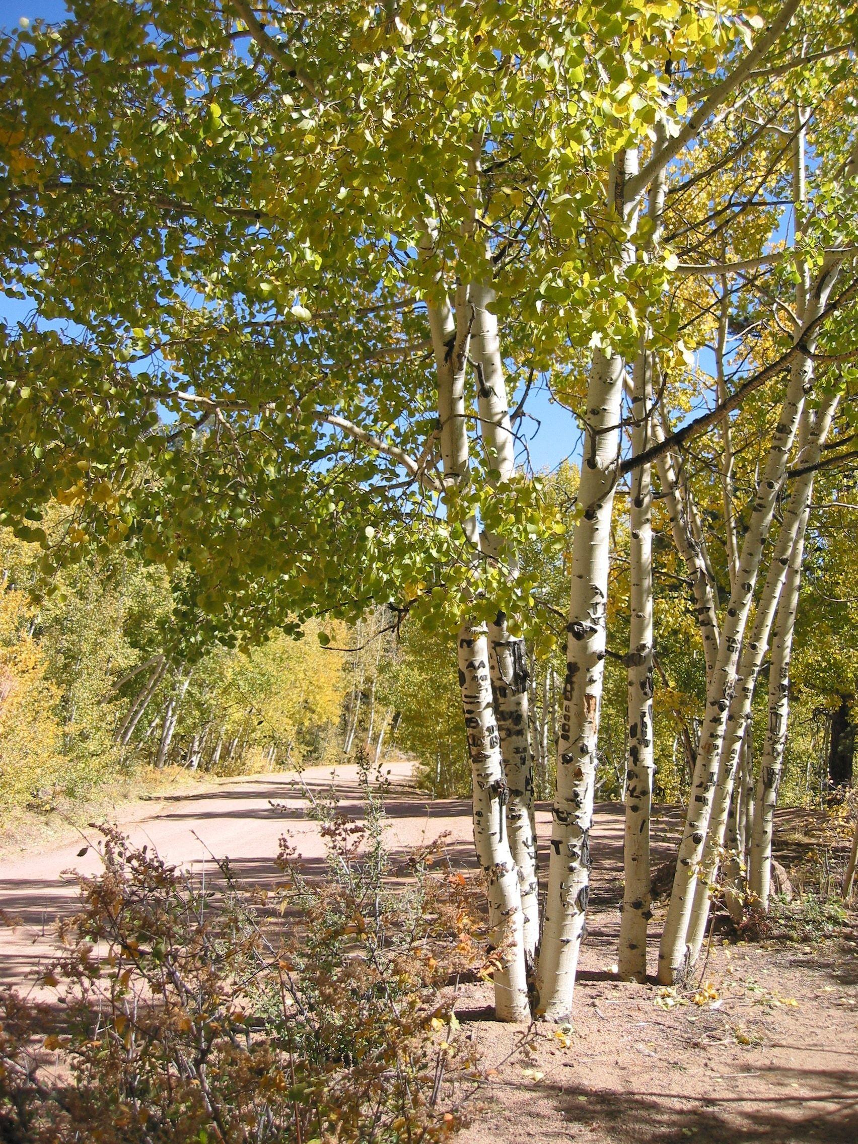 1704x2272 green trees and brown soil on bright sunny day free image