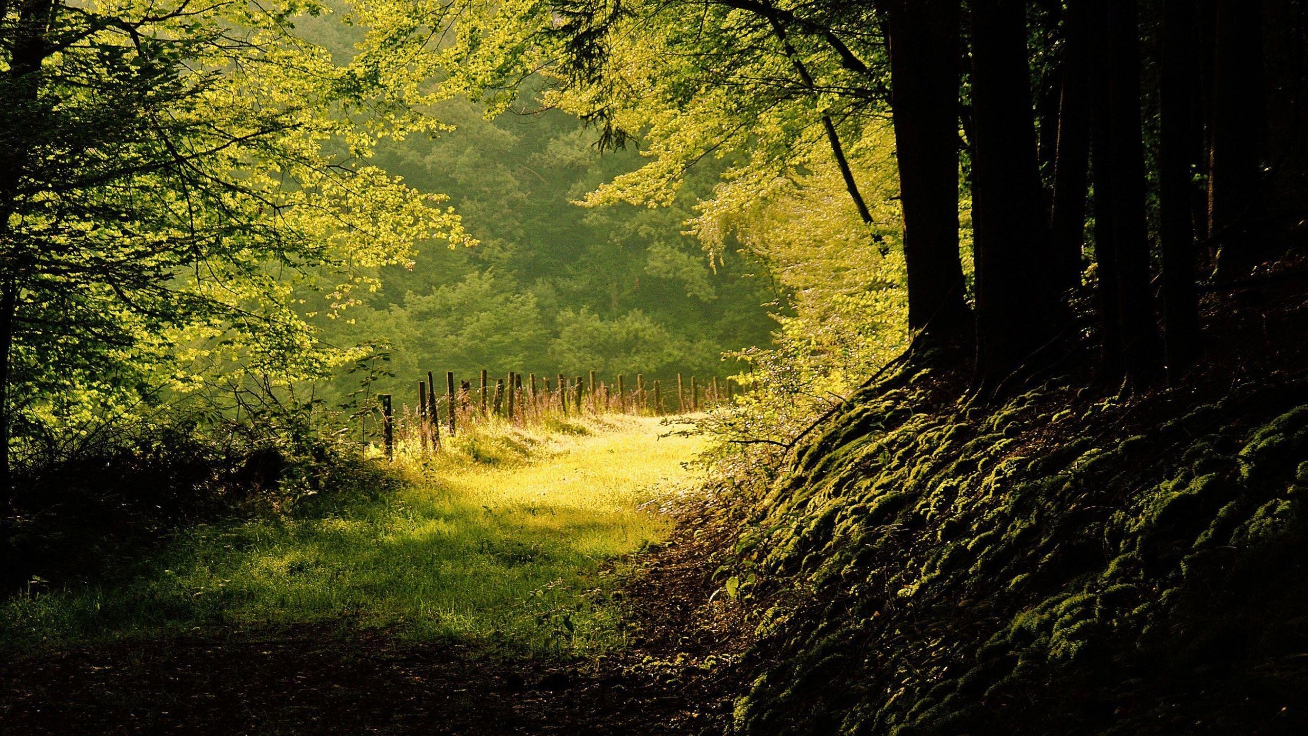 2560x1440 Summer day in the forest MacBook Air Wallpaper Download