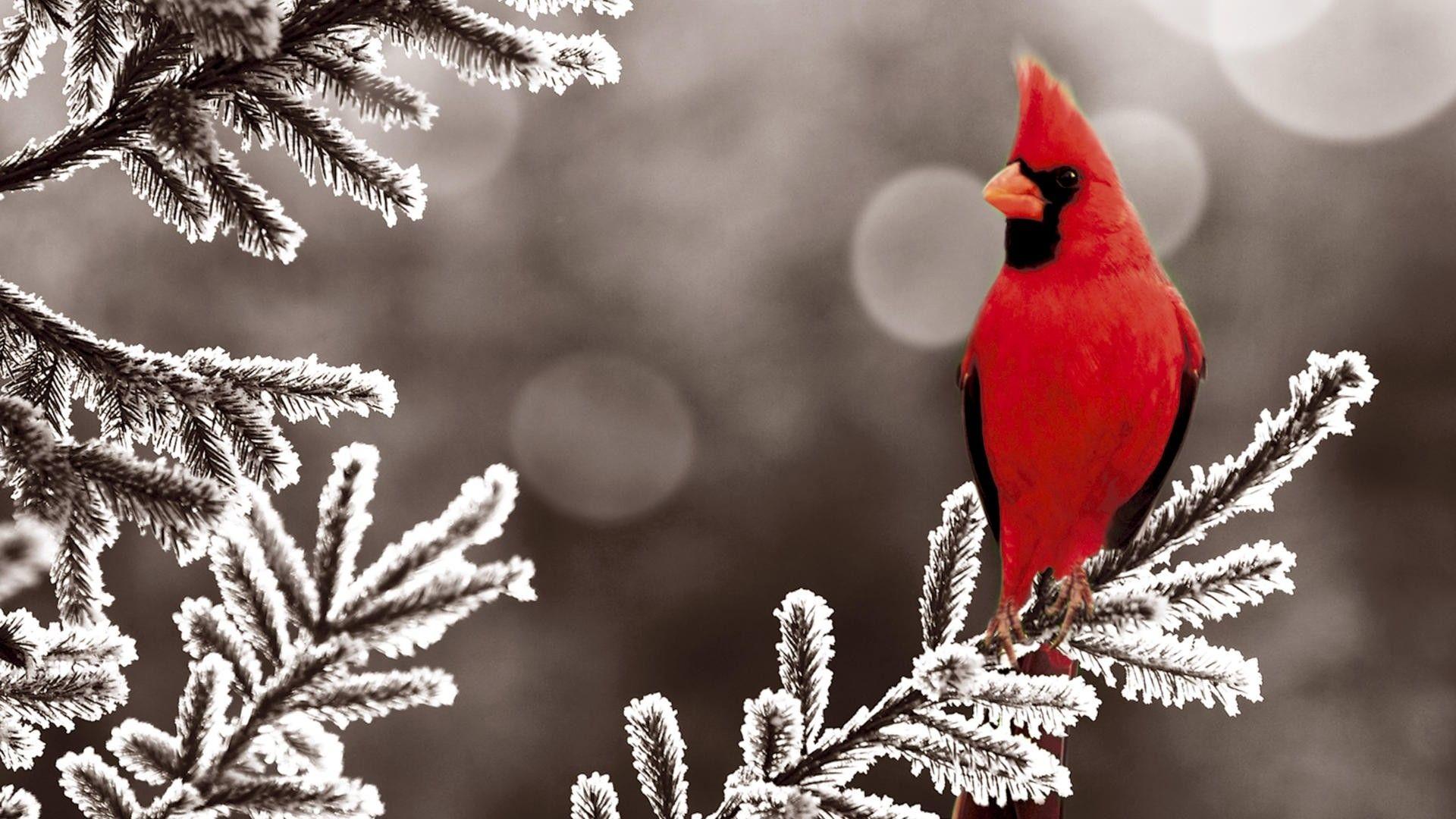 1920x1080 ice winter red world birds animals cardinal branches 1920x1080 wallpaper