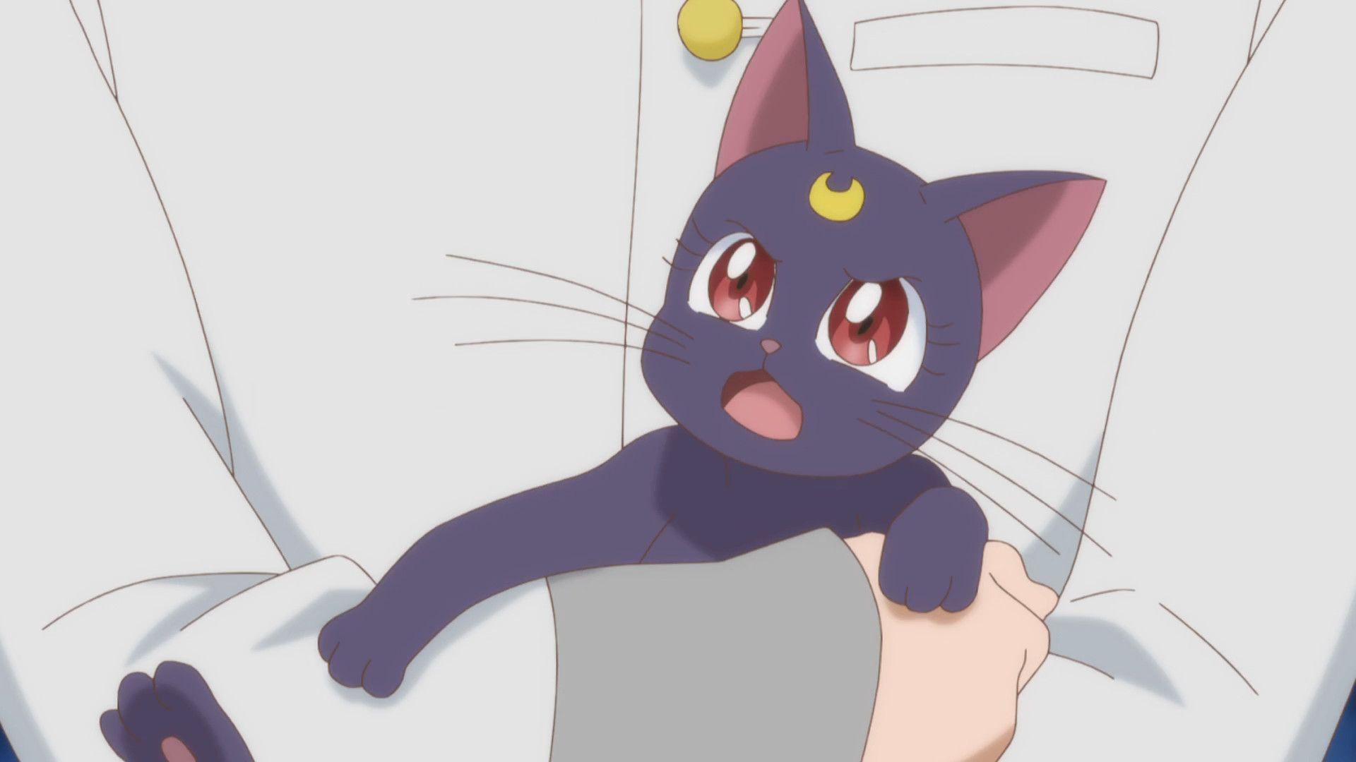1920x1080 Anime Cat Girl With Wings