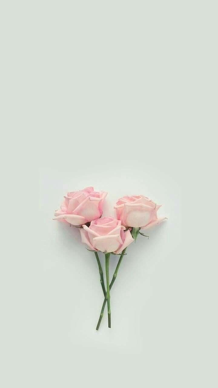 720x1280 Pastel Aesthetic Rose Wallpaper
