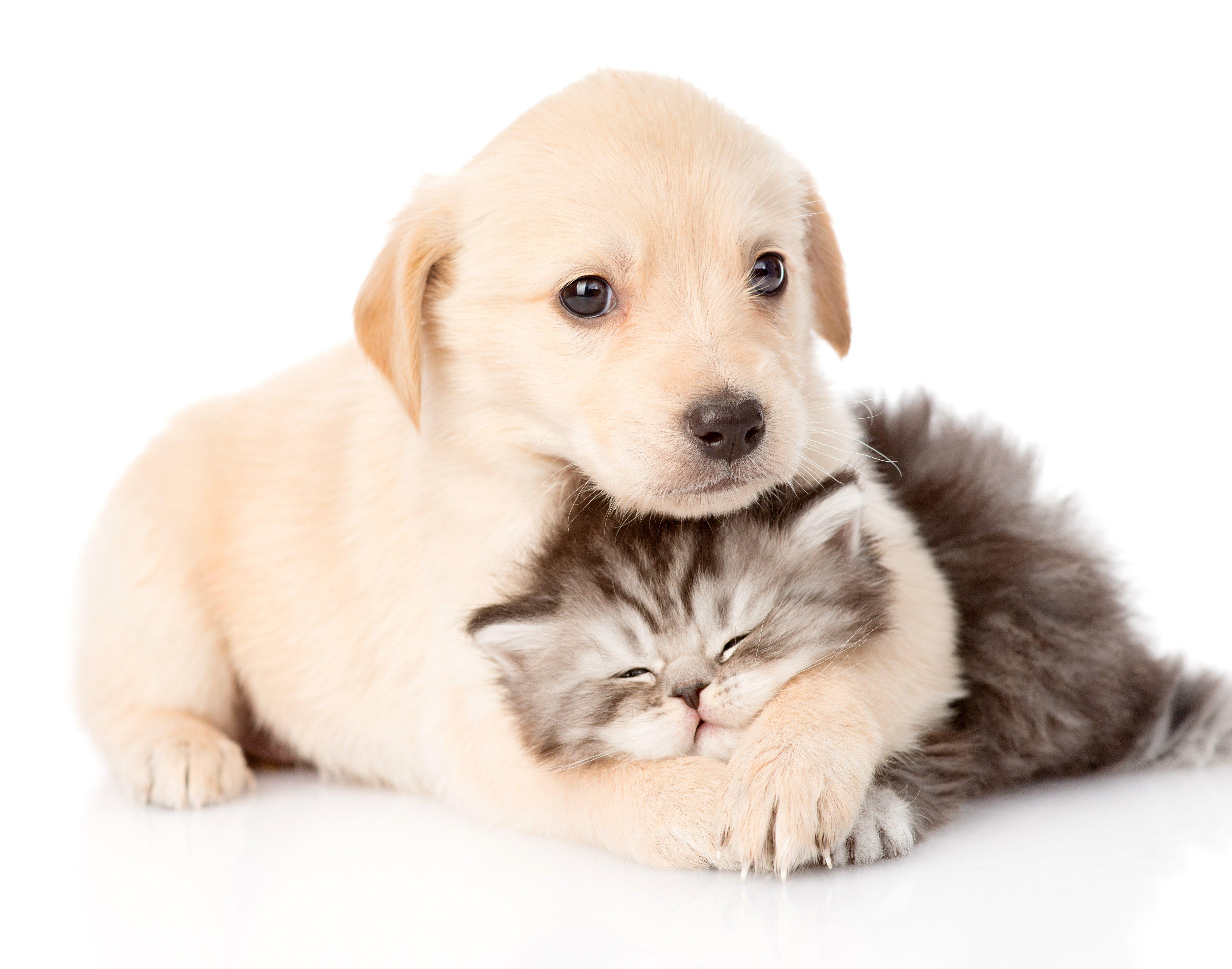 4830x3800 4k cat and dog HD wallpaper (4830x3800). Pets, Dogs hugging, Baby animals