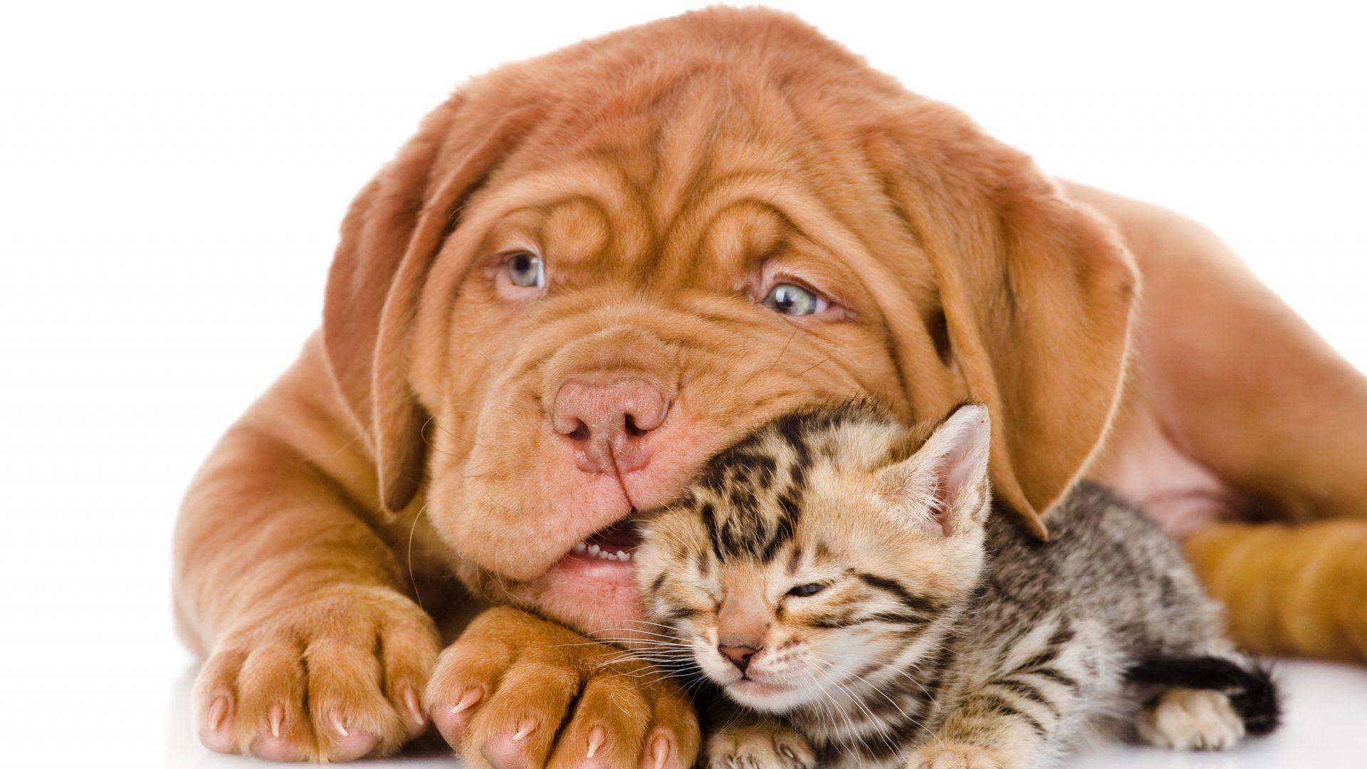 1920x1080 Awesome Cat And Dog Free Wallpaper Id And Dog Image HD Wallpaper & Background Download