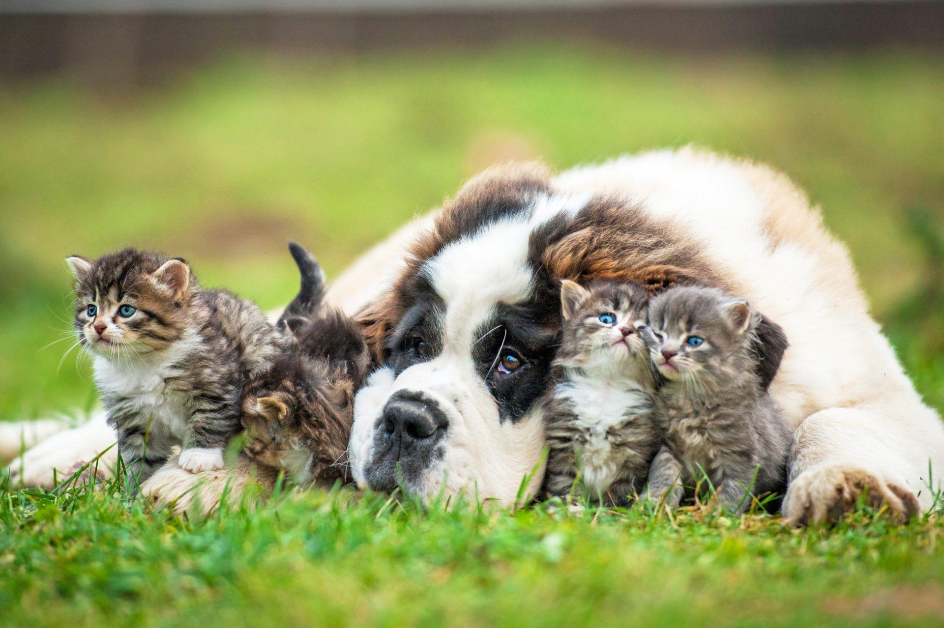 Dog and cat playing. Кошки и собаки. Счастливые собаки и кошки. Фото кошек и собак. Rjireb b CJ,FRB.