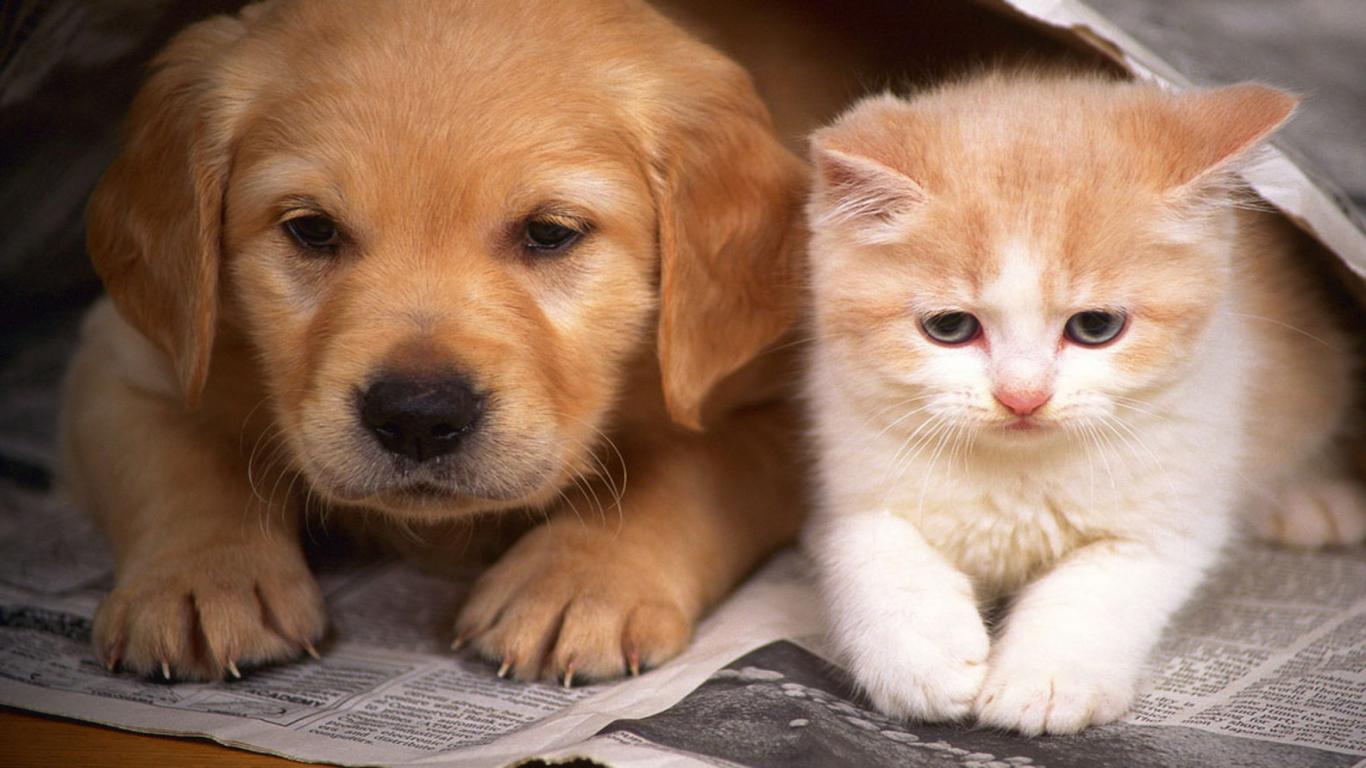 1366x768 Cats And Dogs Image HD HD Wallpaper