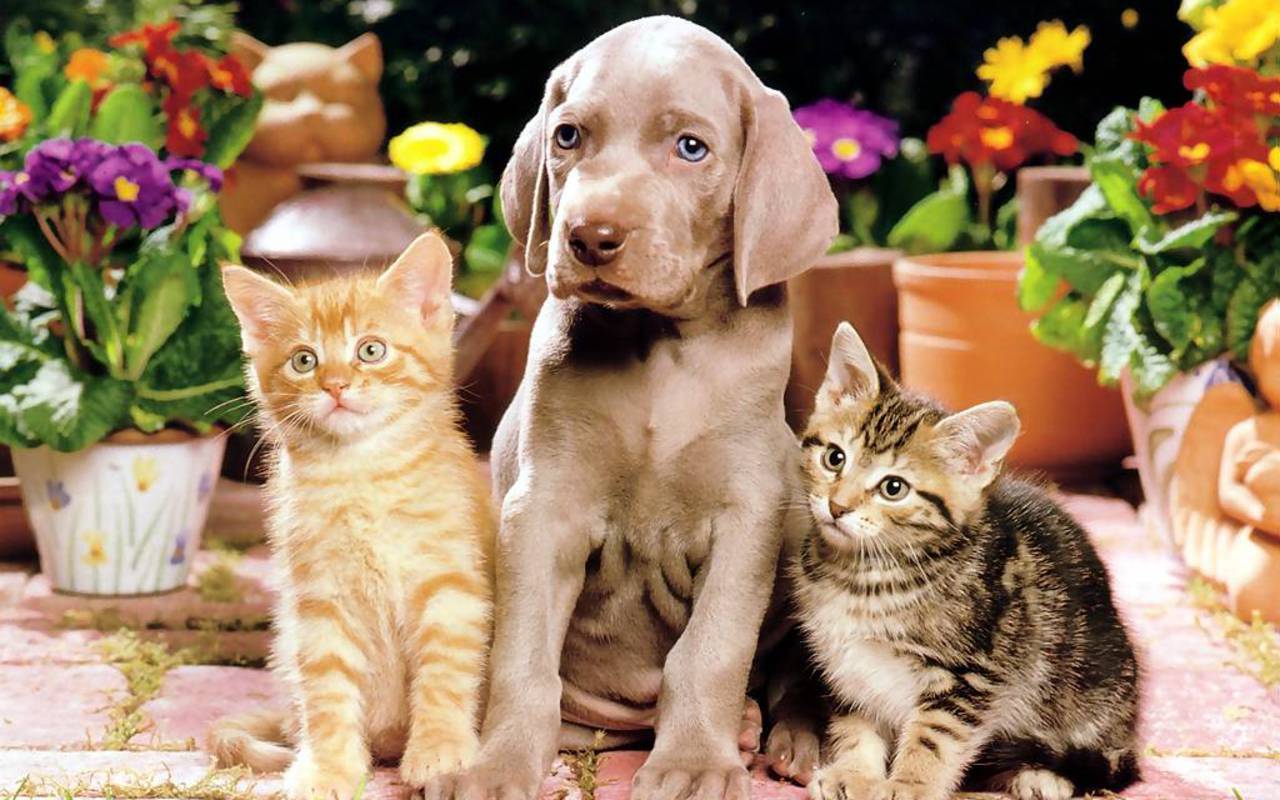 1280x800 Dog And Cats Wallpaper And Cat Background