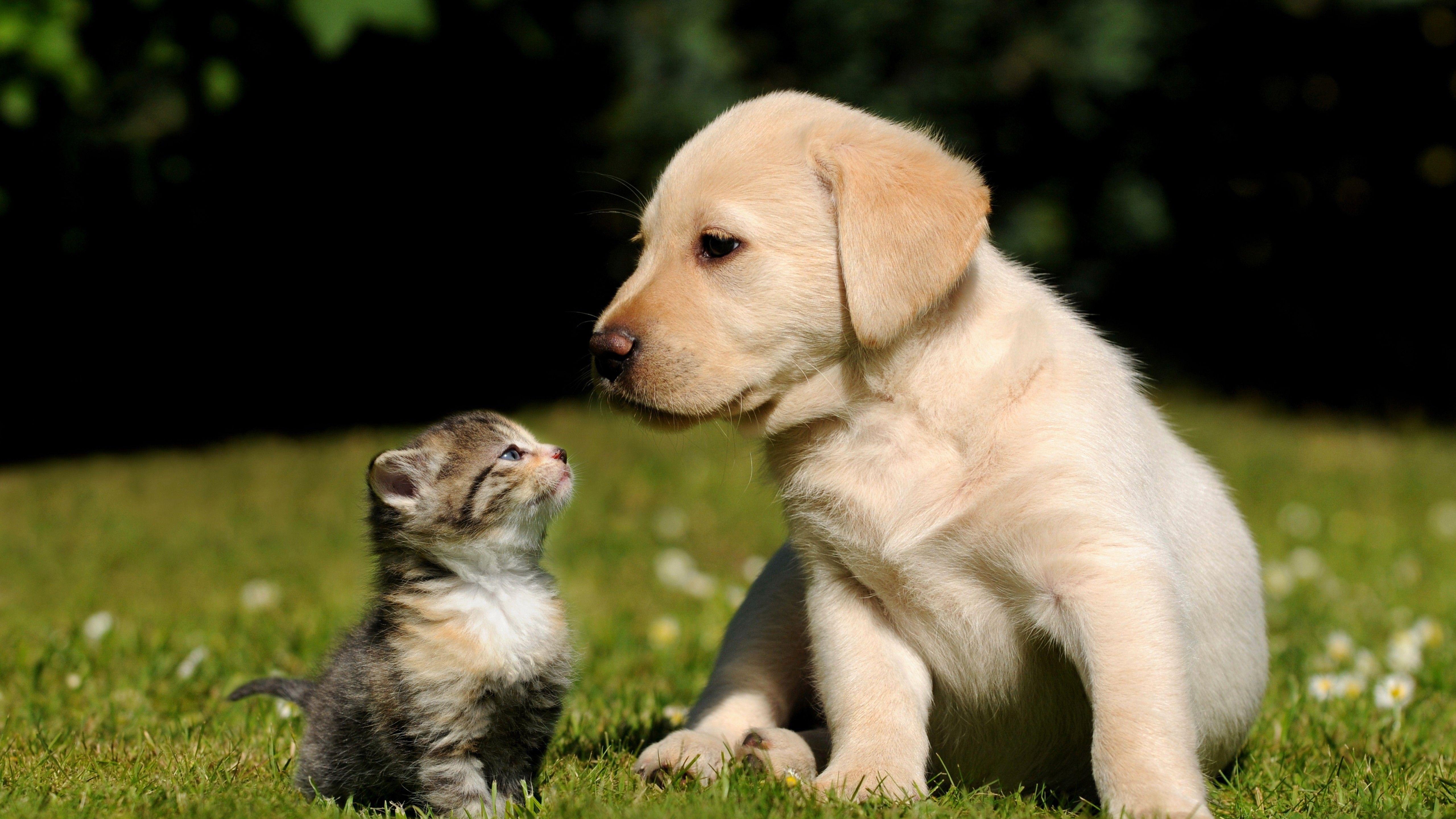 5120x2880 Wallpaper Friends, cat, dog, puppy, kitty, green, grass, sunny day, cute, pet, Animals