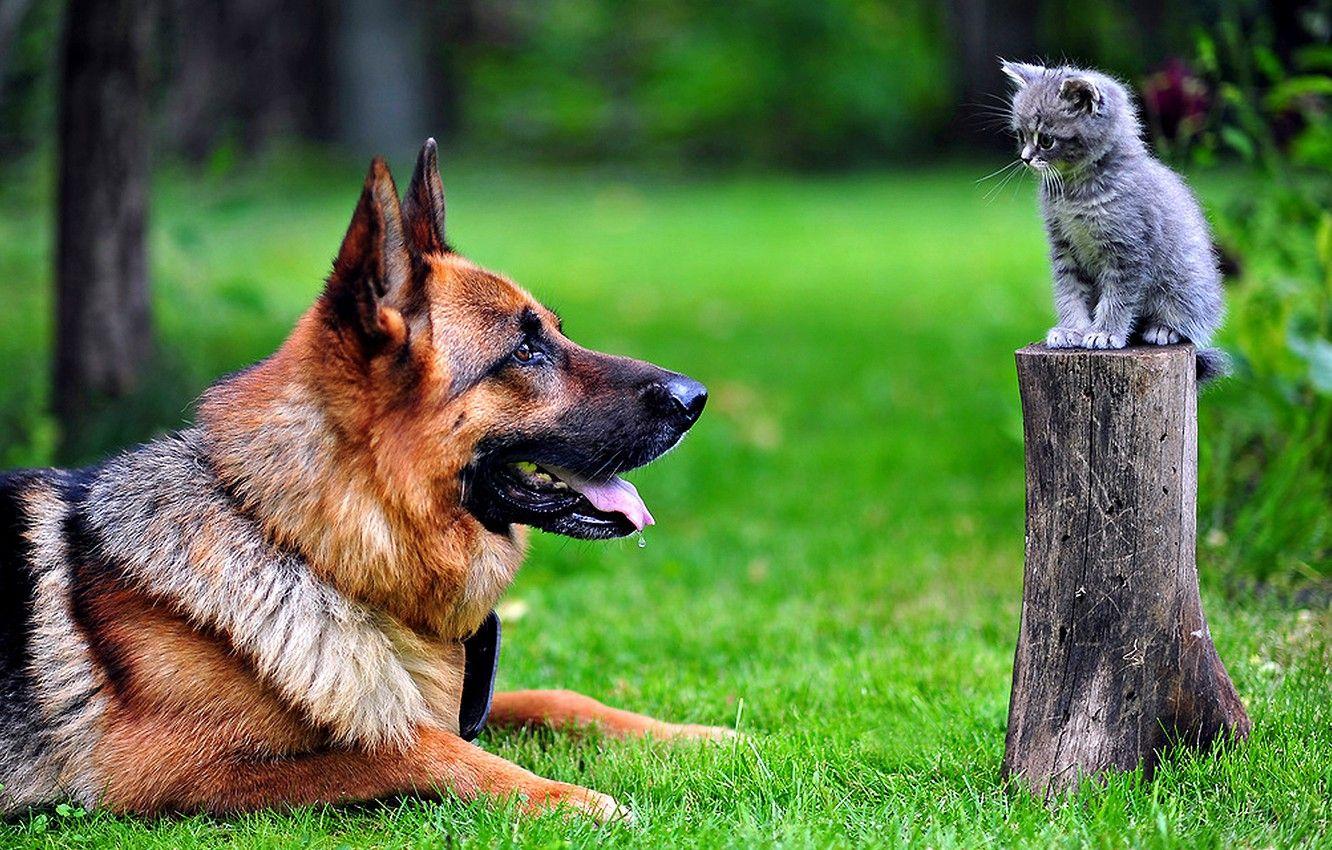 1332x850 Wallpaper cat, dog, park image for desktop, section ситуации