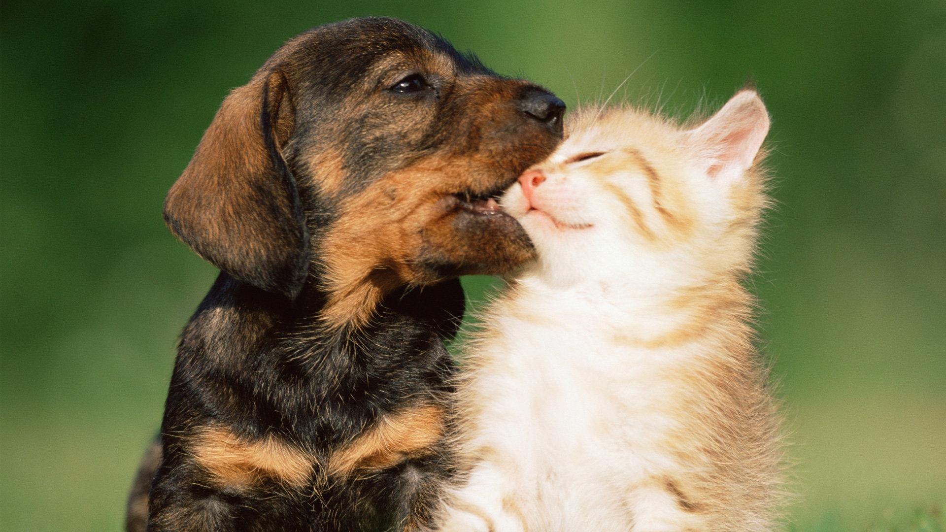 Cat and Dog HD Wallpapers - Top Free Cat and Dog HD Backgrounds