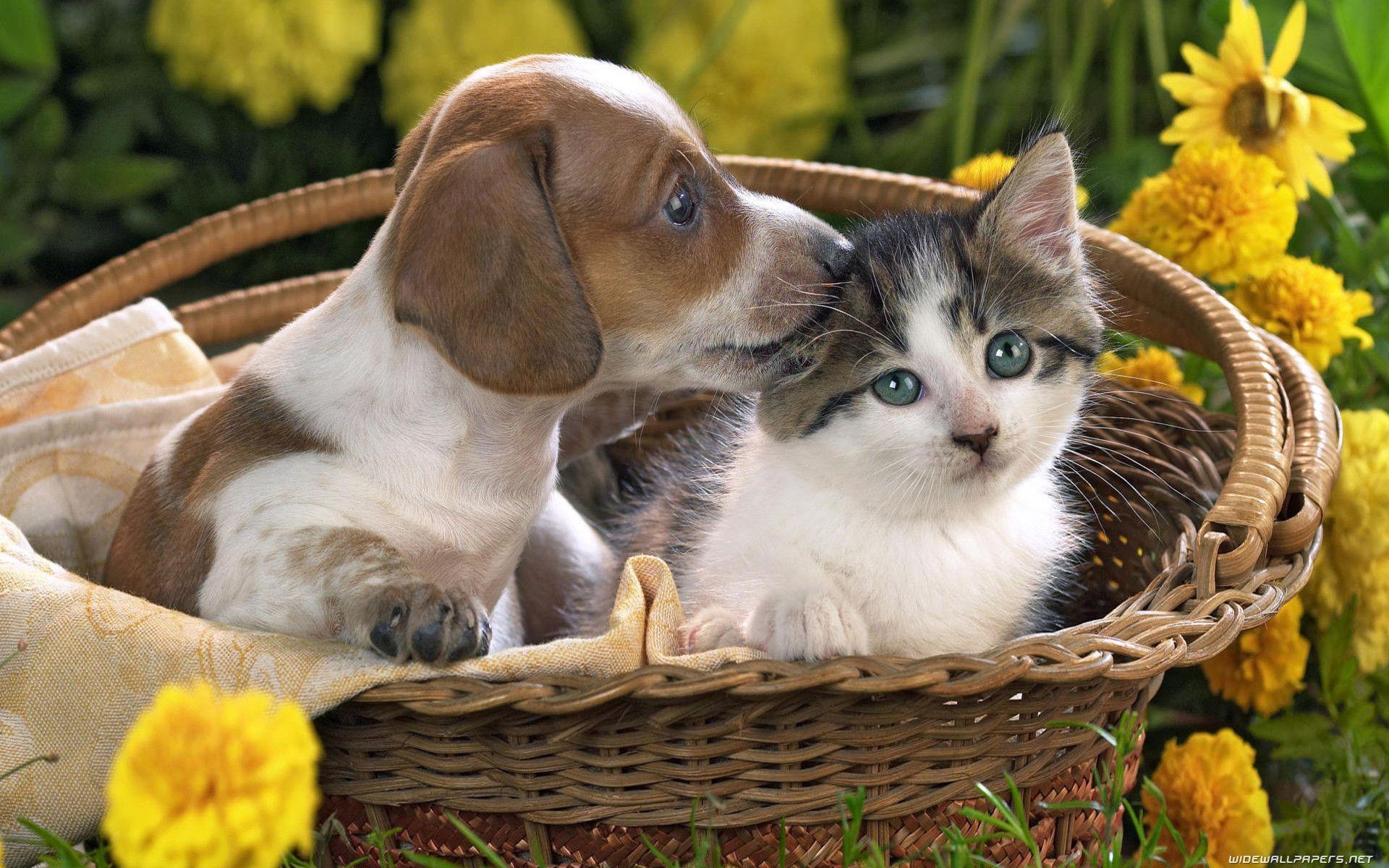 1920x1200 Cats Dogs Wallpaper Desktop