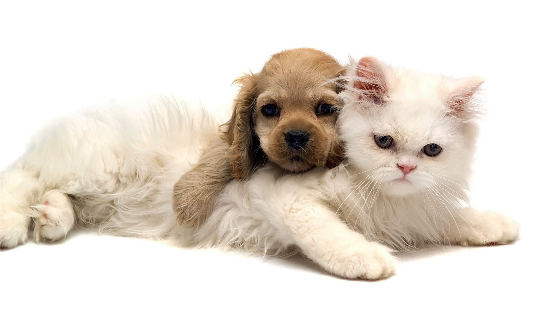 1920x1080 Cats and Dogs Wallpaper background picture