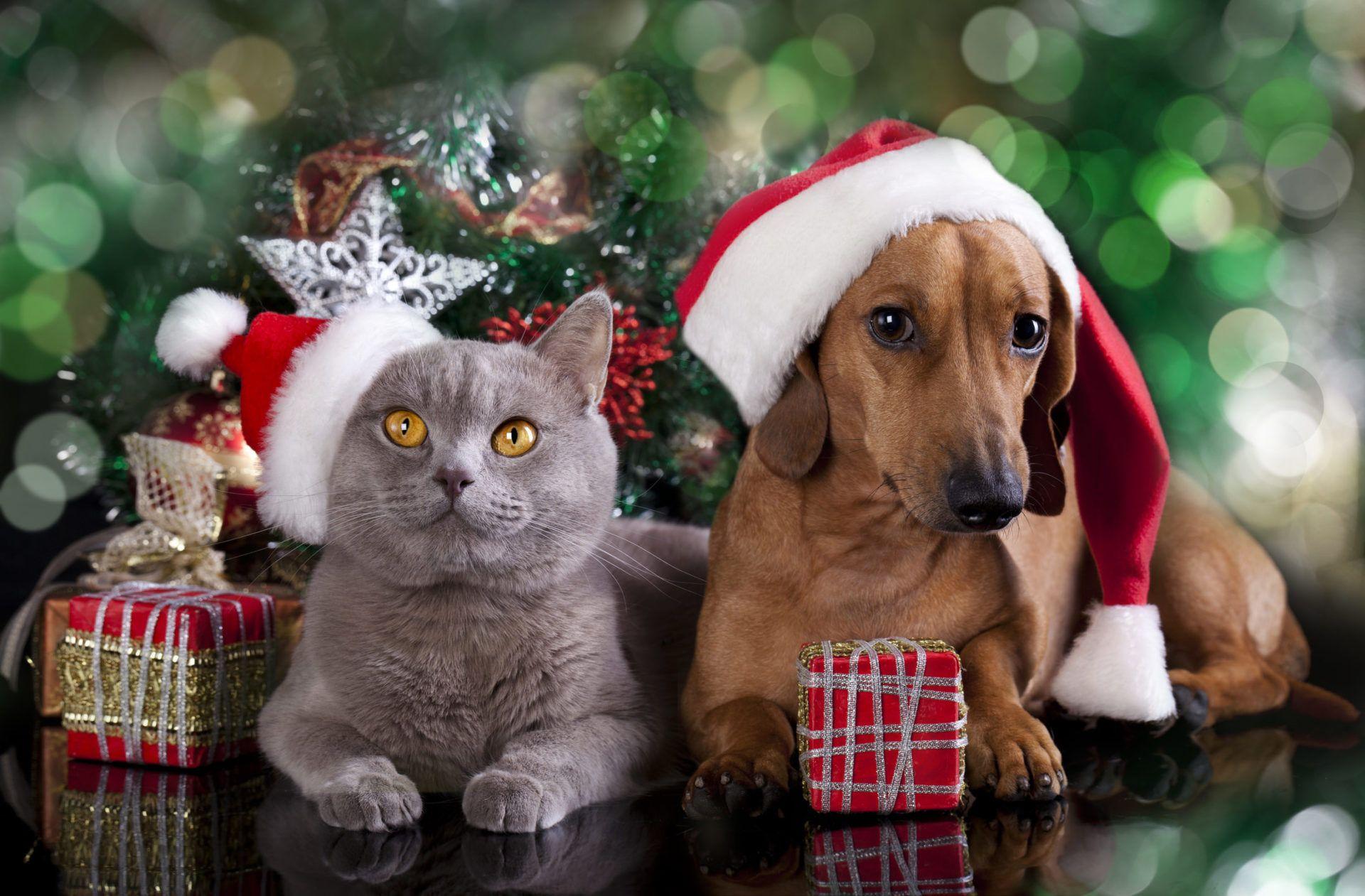 1920x1261 Christmas Tree Cat And Dog