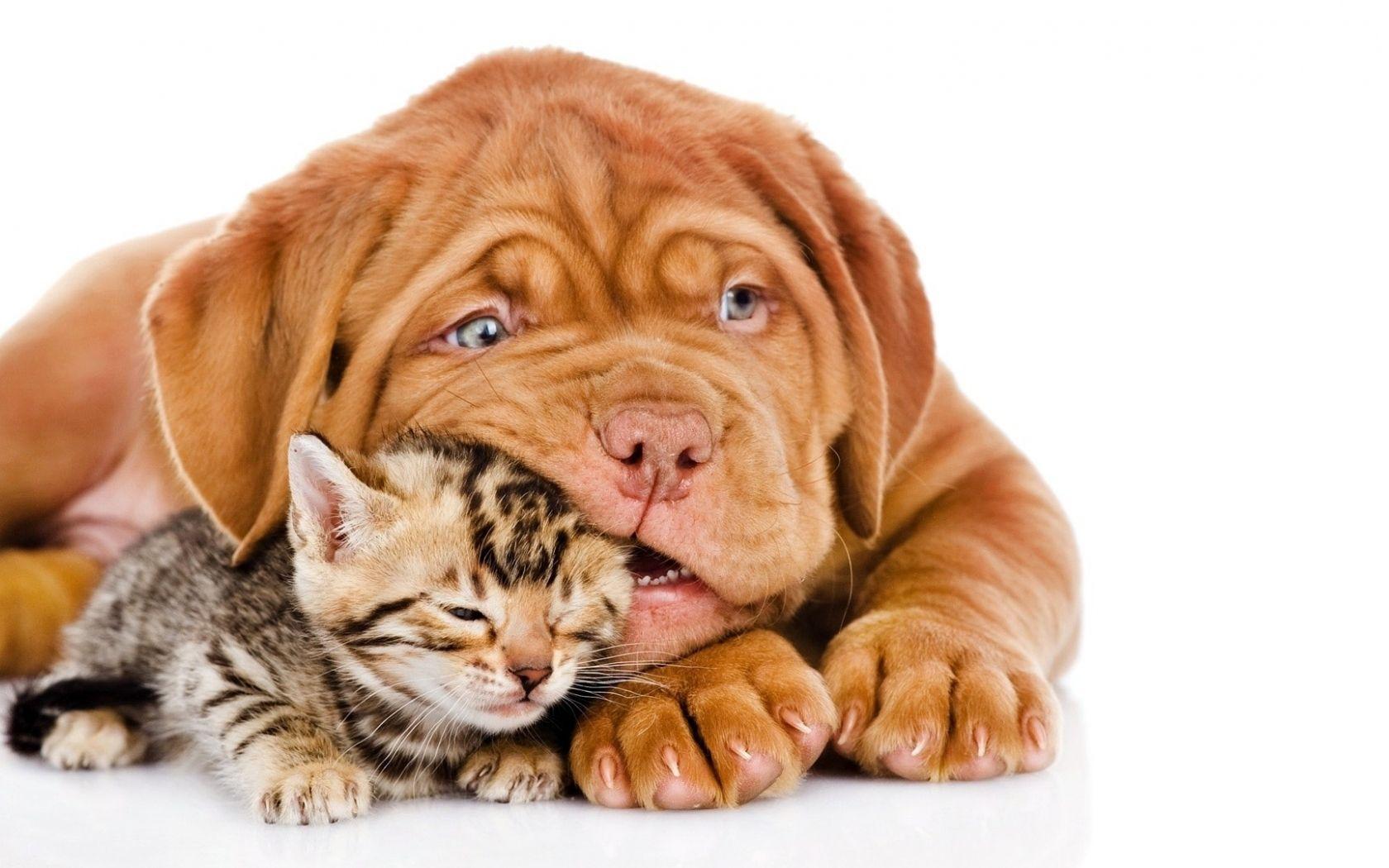 1680x1050 Cute Cats and Dogs Wallpaper
