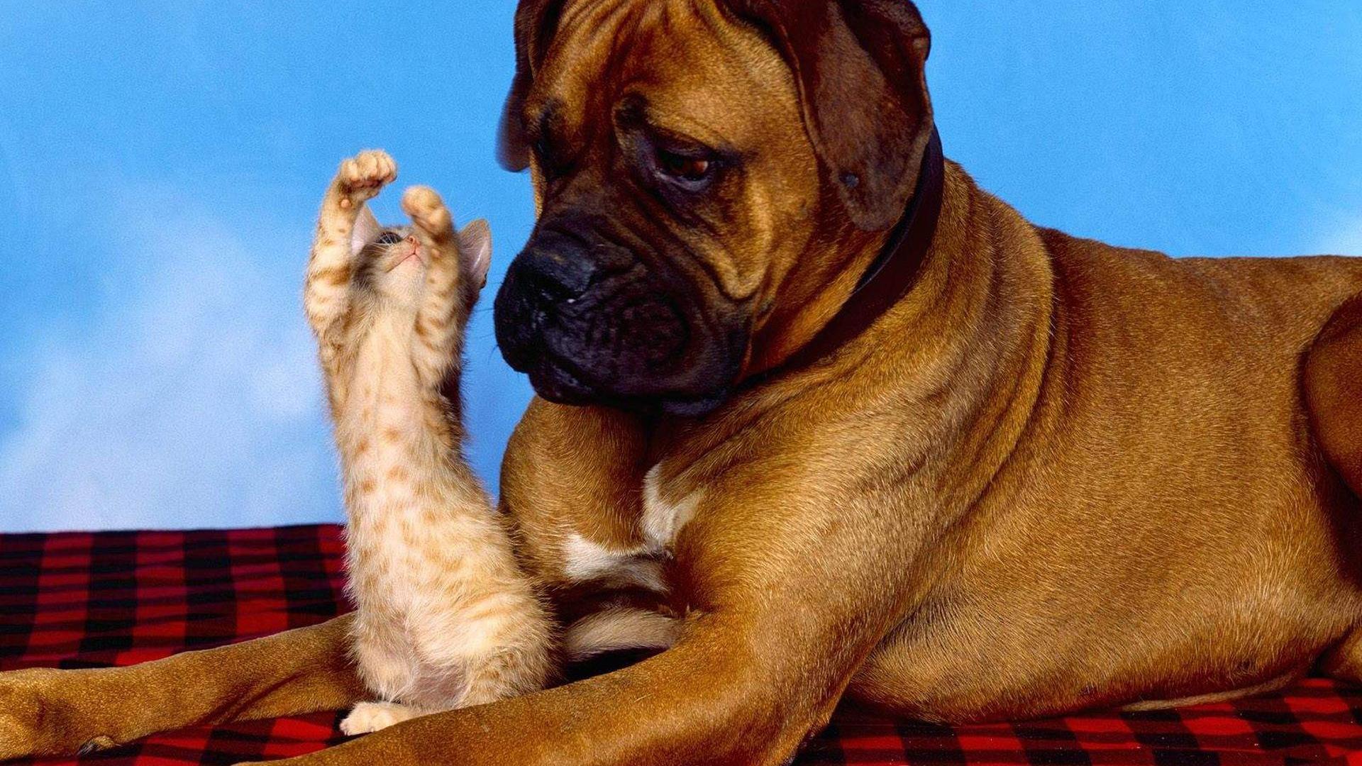 1920x1080 Funny Cat And Dog Wallpaper