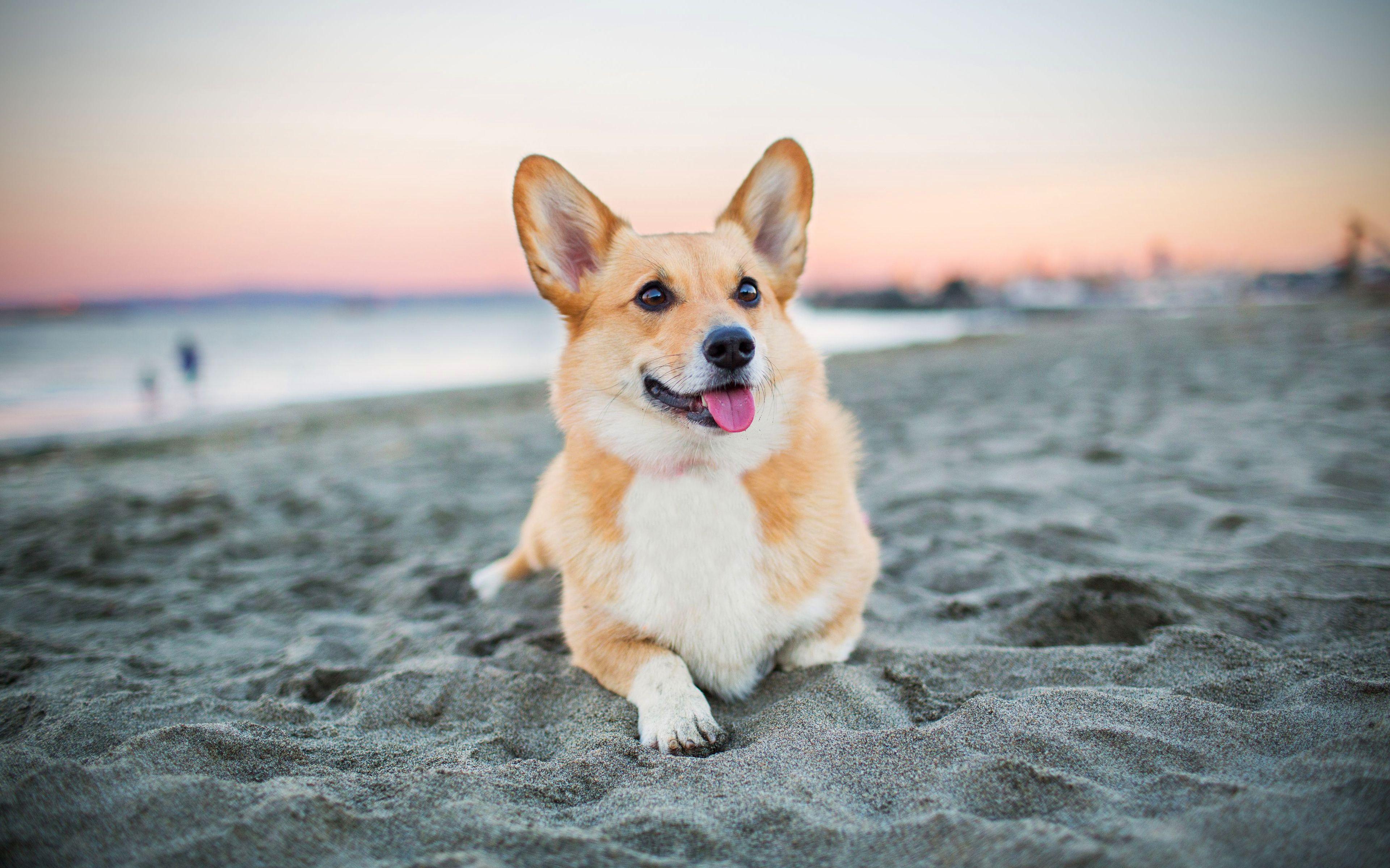 3840x2400 Cute Corgi Wallpaper