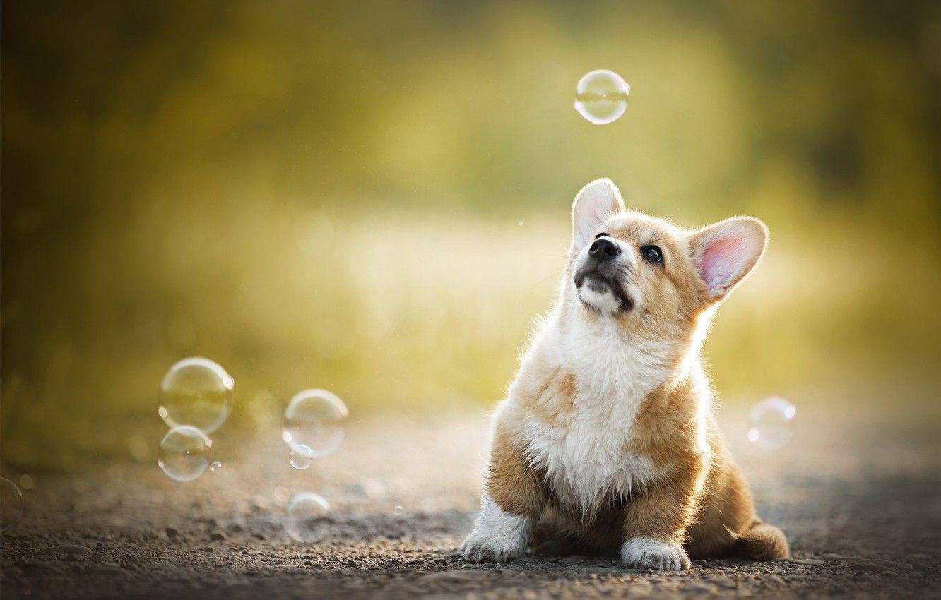 1332x850 Wallpaper baby, bubbles, puppy, bokeh, doggie, Welsh Corgi image for desktop, section собаки